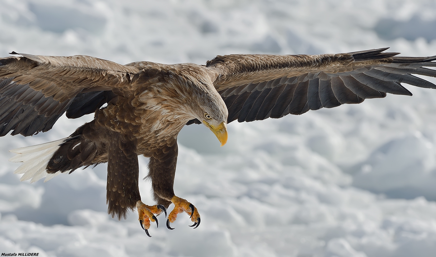 Aquila dalla coda bianca ...