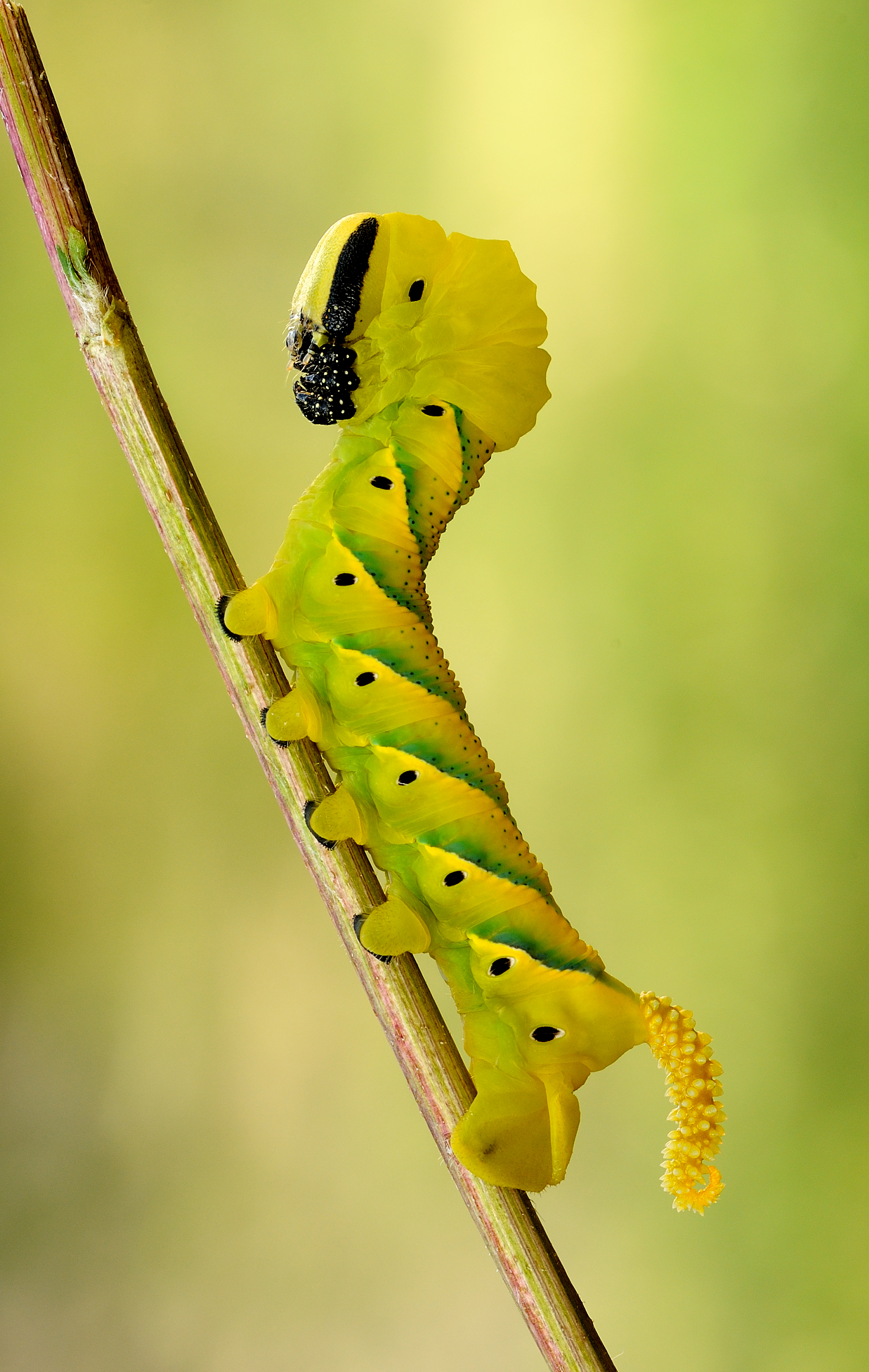 Acherontia atropos