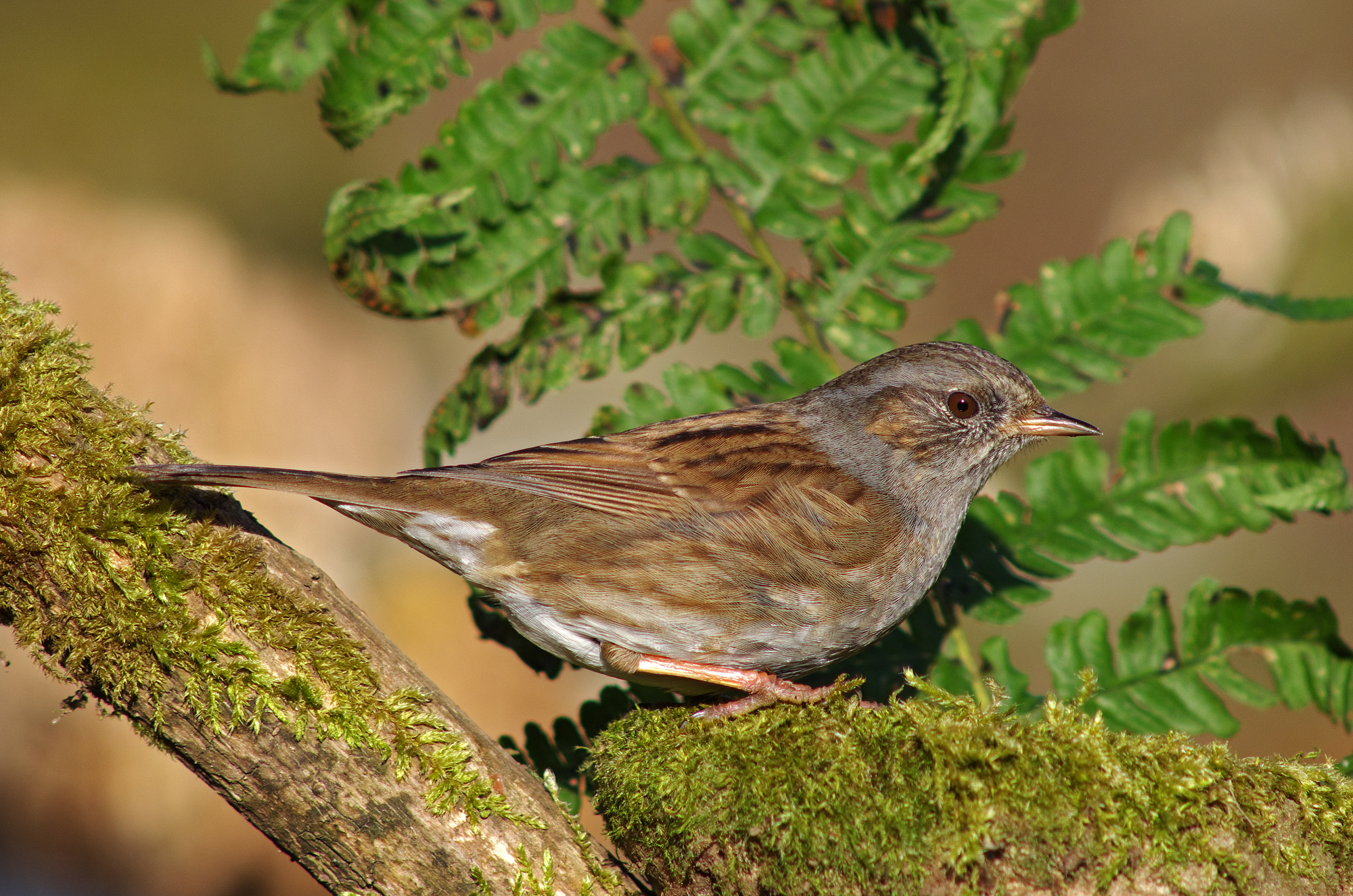 Dunnock