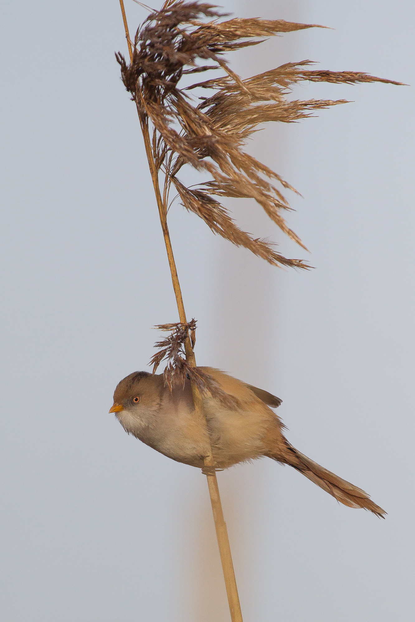 Basettino femmina sospettoso