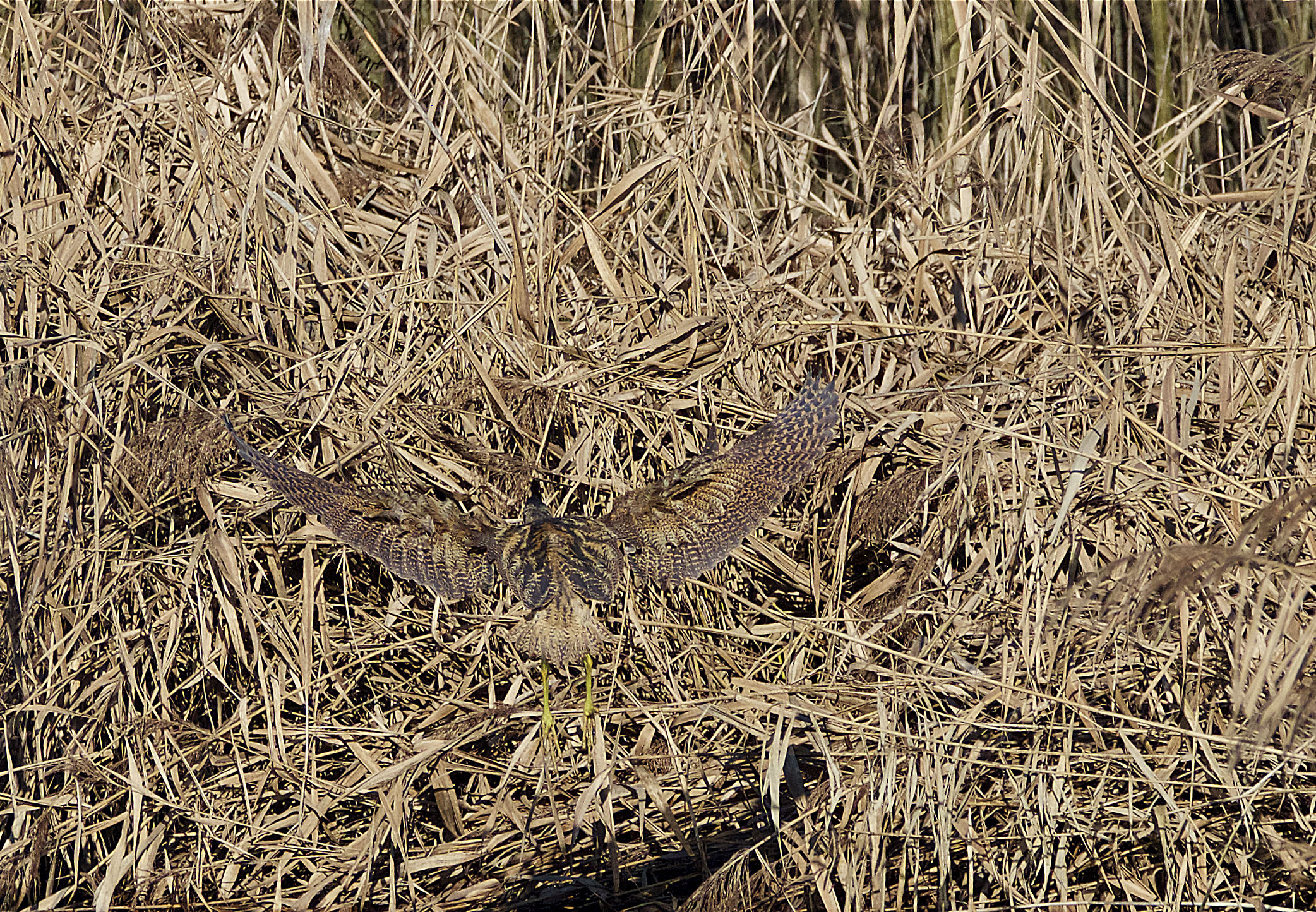 The mimicry of the Bittern