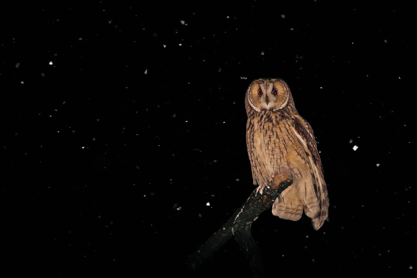 Owl in outer space