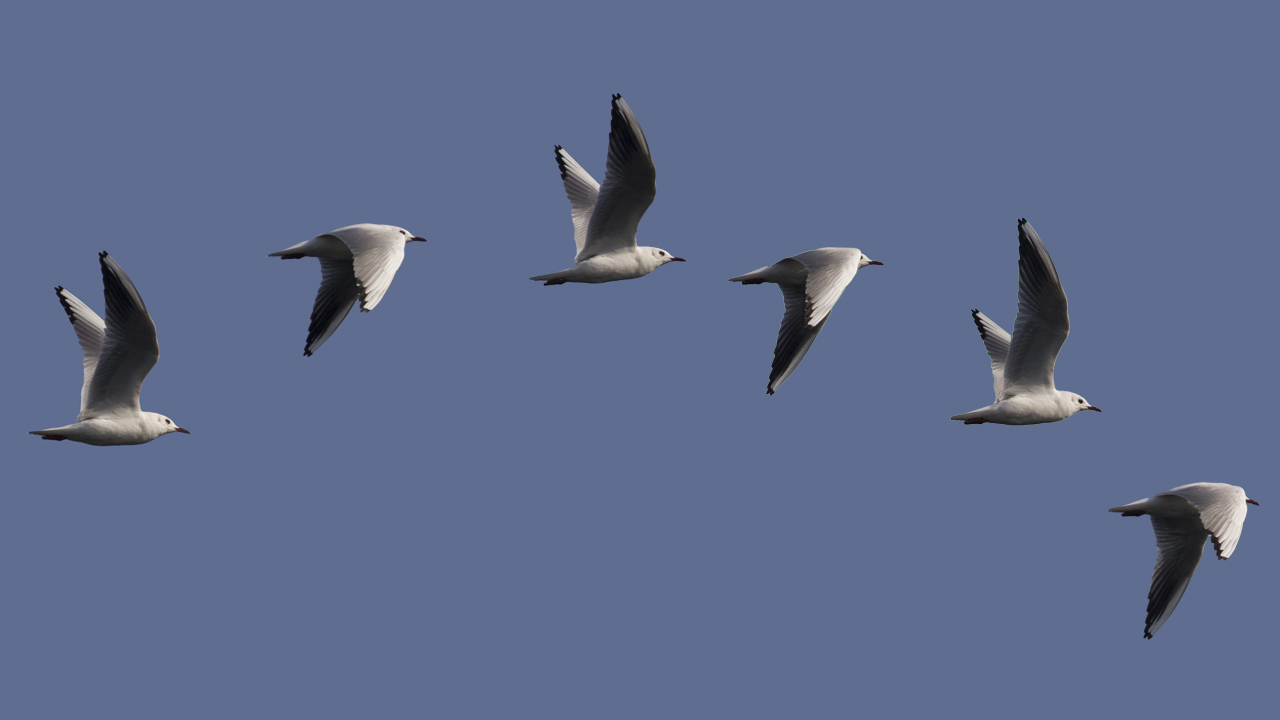 il tracciato completo