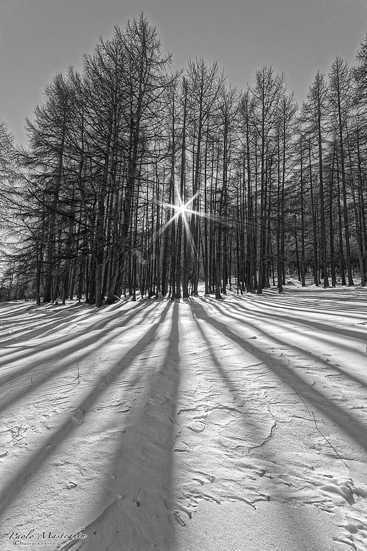 Il bosco dalle lunghe ombre