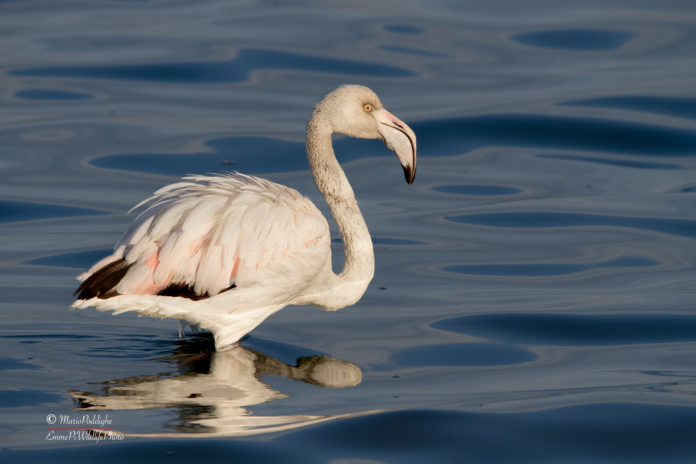 Pink Flamingo (young)