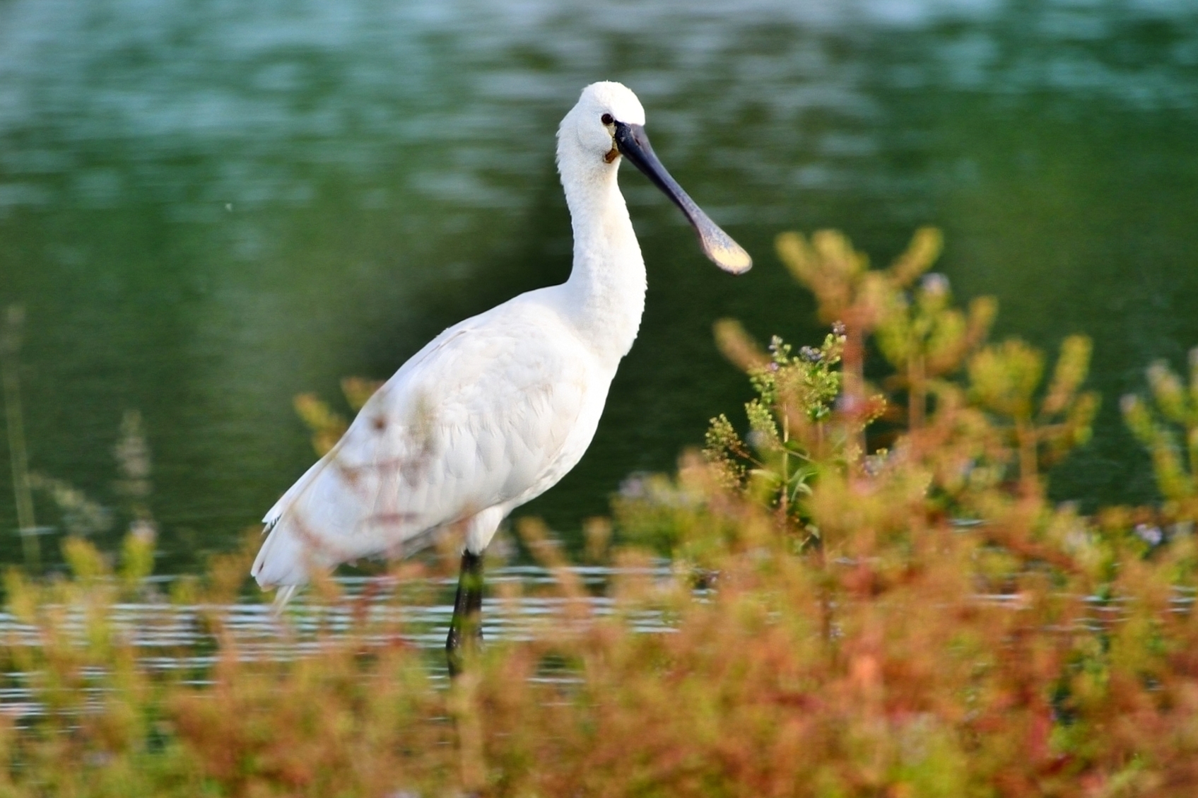 Spatola (Platalea leucorodia)