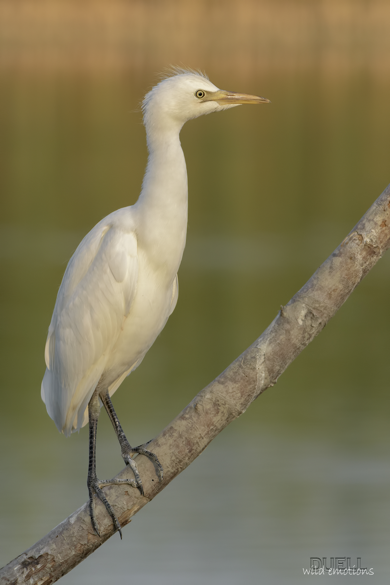 young egret Tuscan