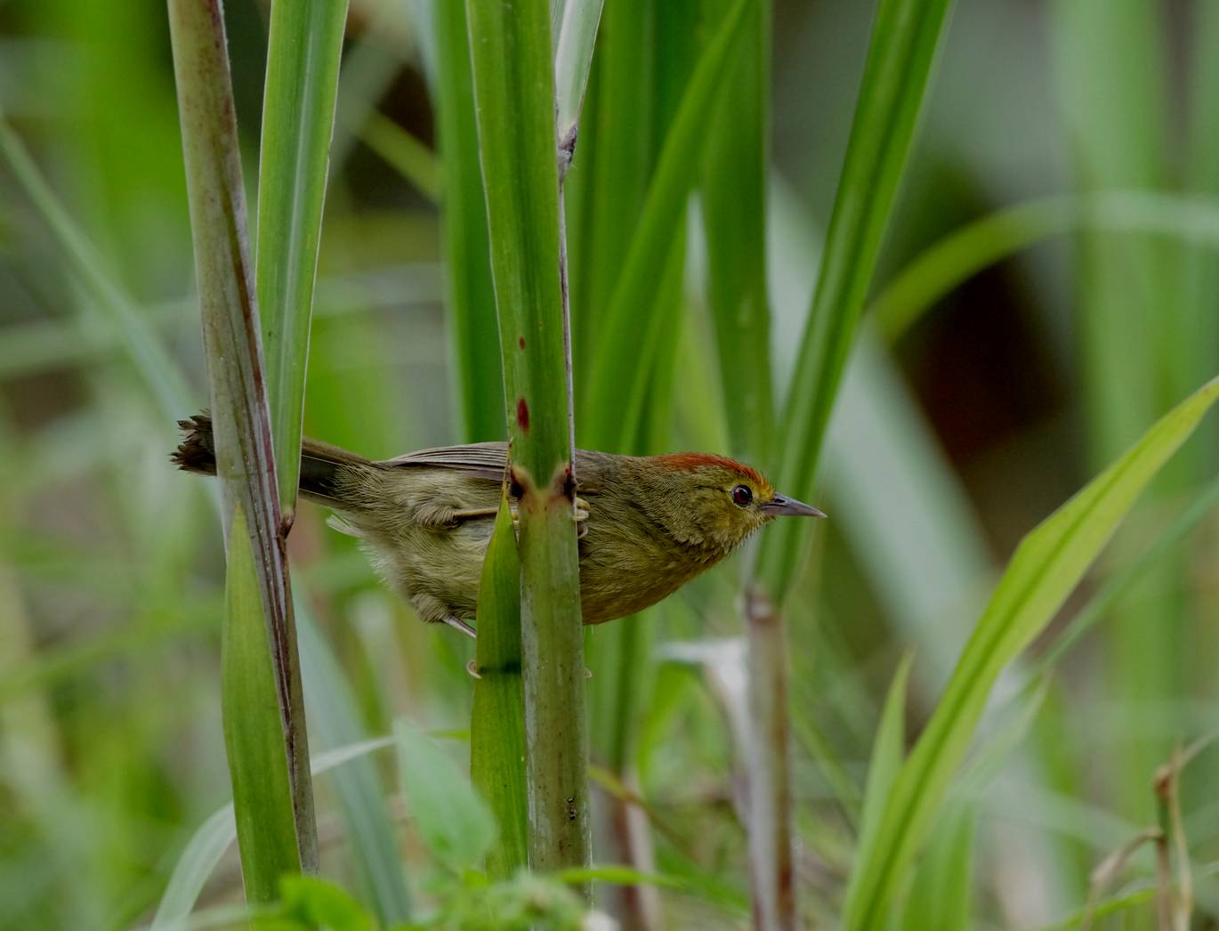 Rufous-capped Babbler