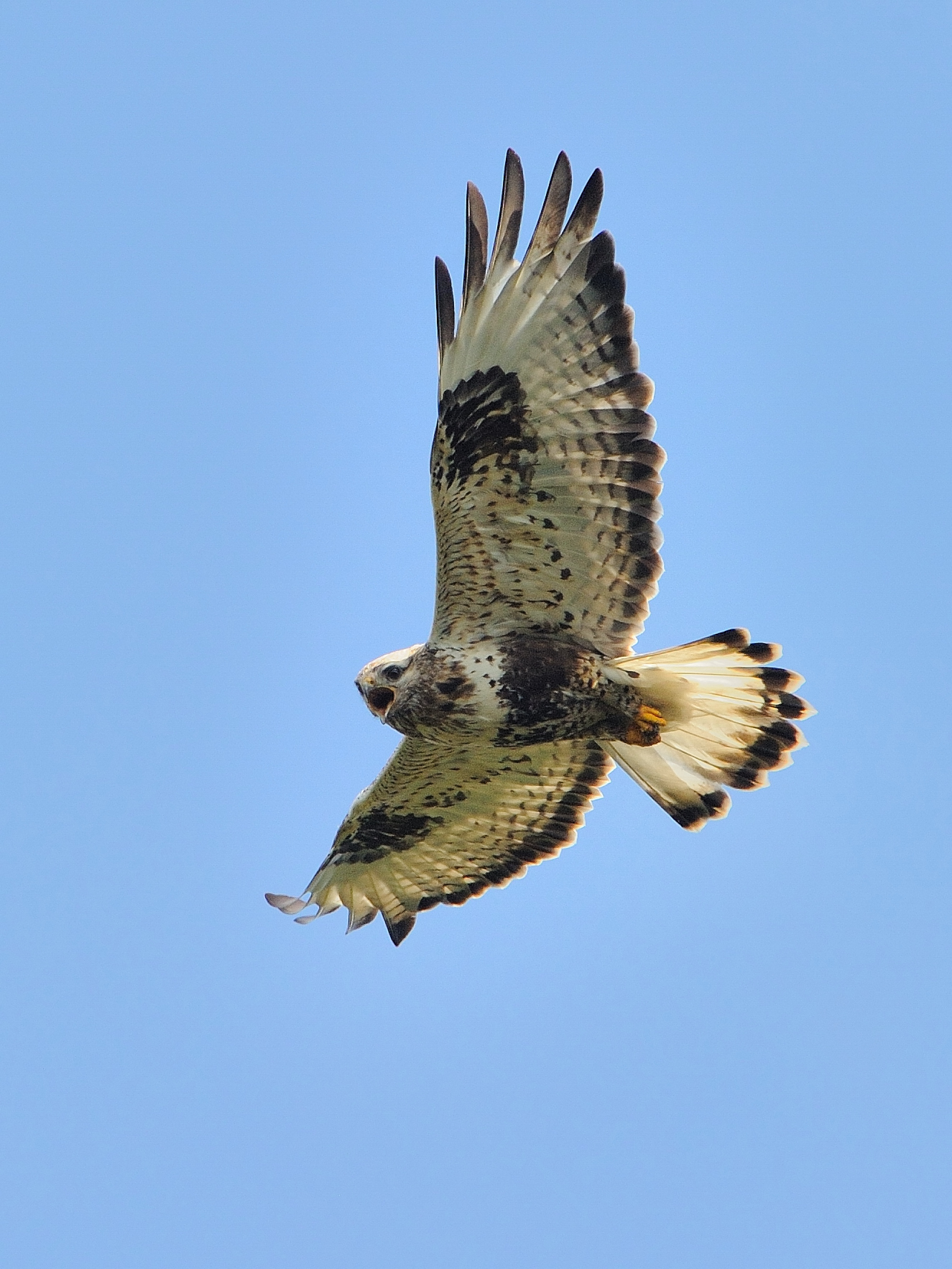 Buteo lagopus