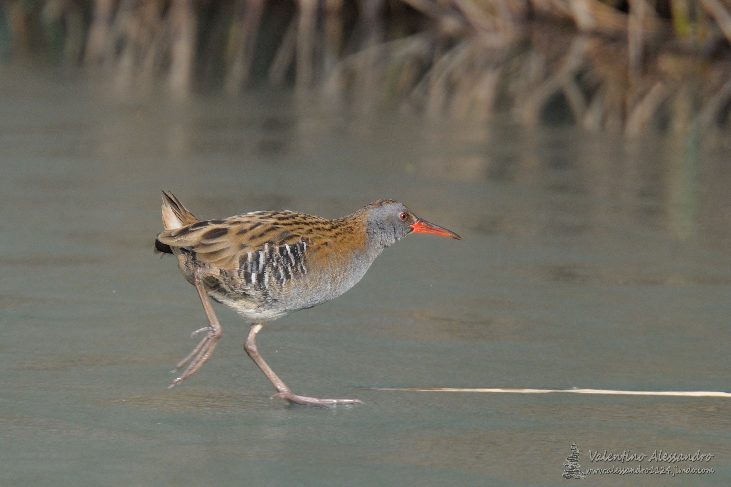 Sport invernali....pattinaggio sul ghiaccio