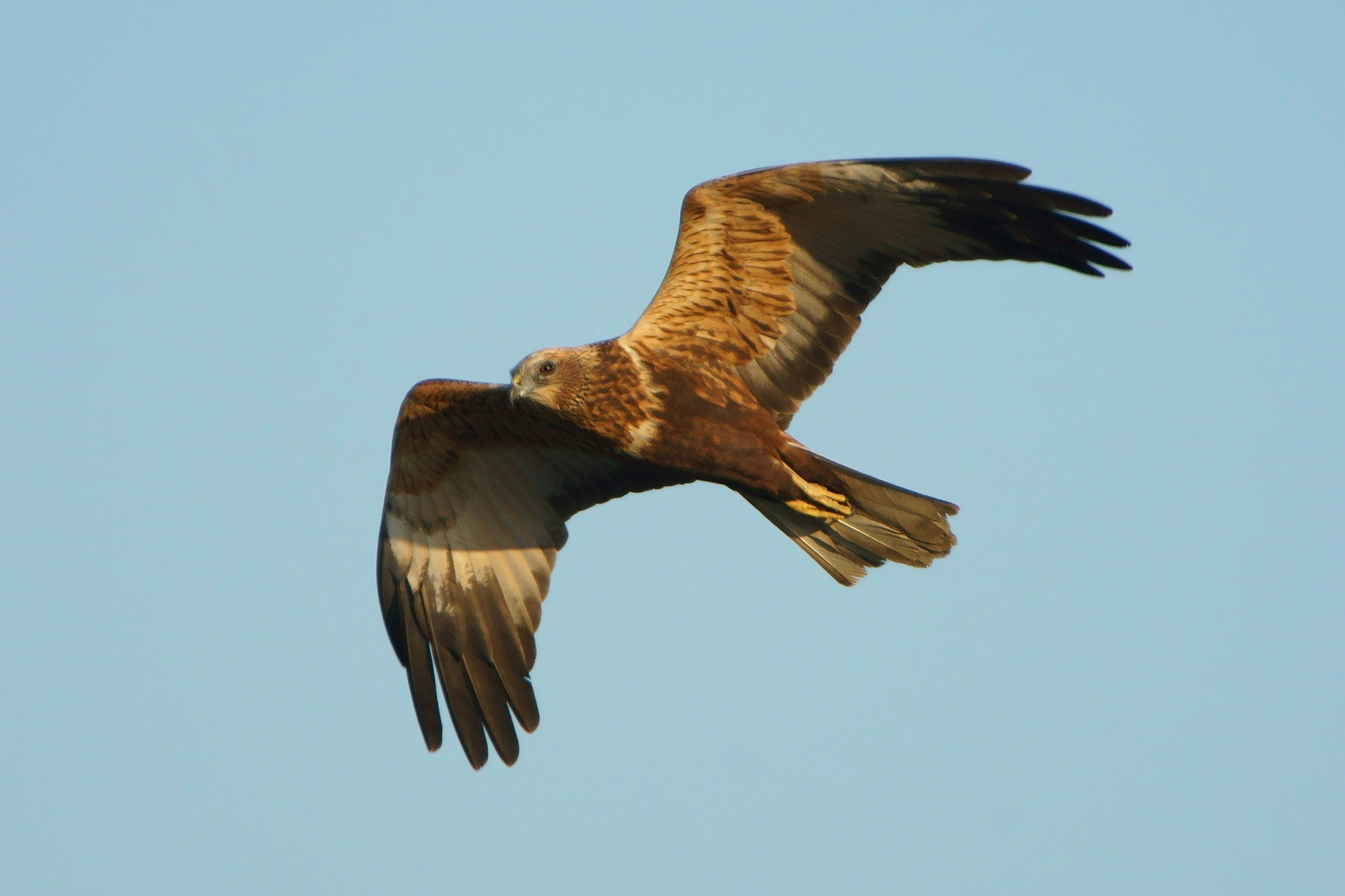 Marsh harrier