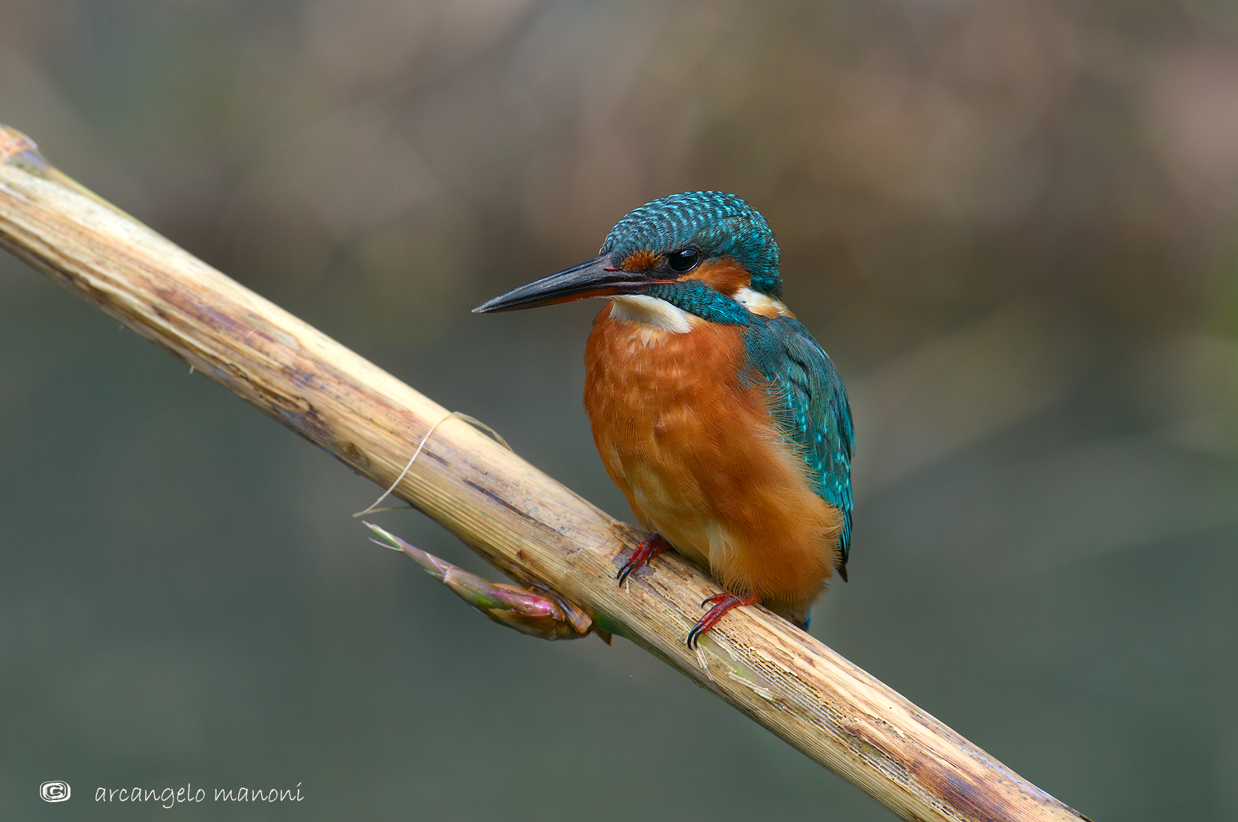 Alcedo atthis