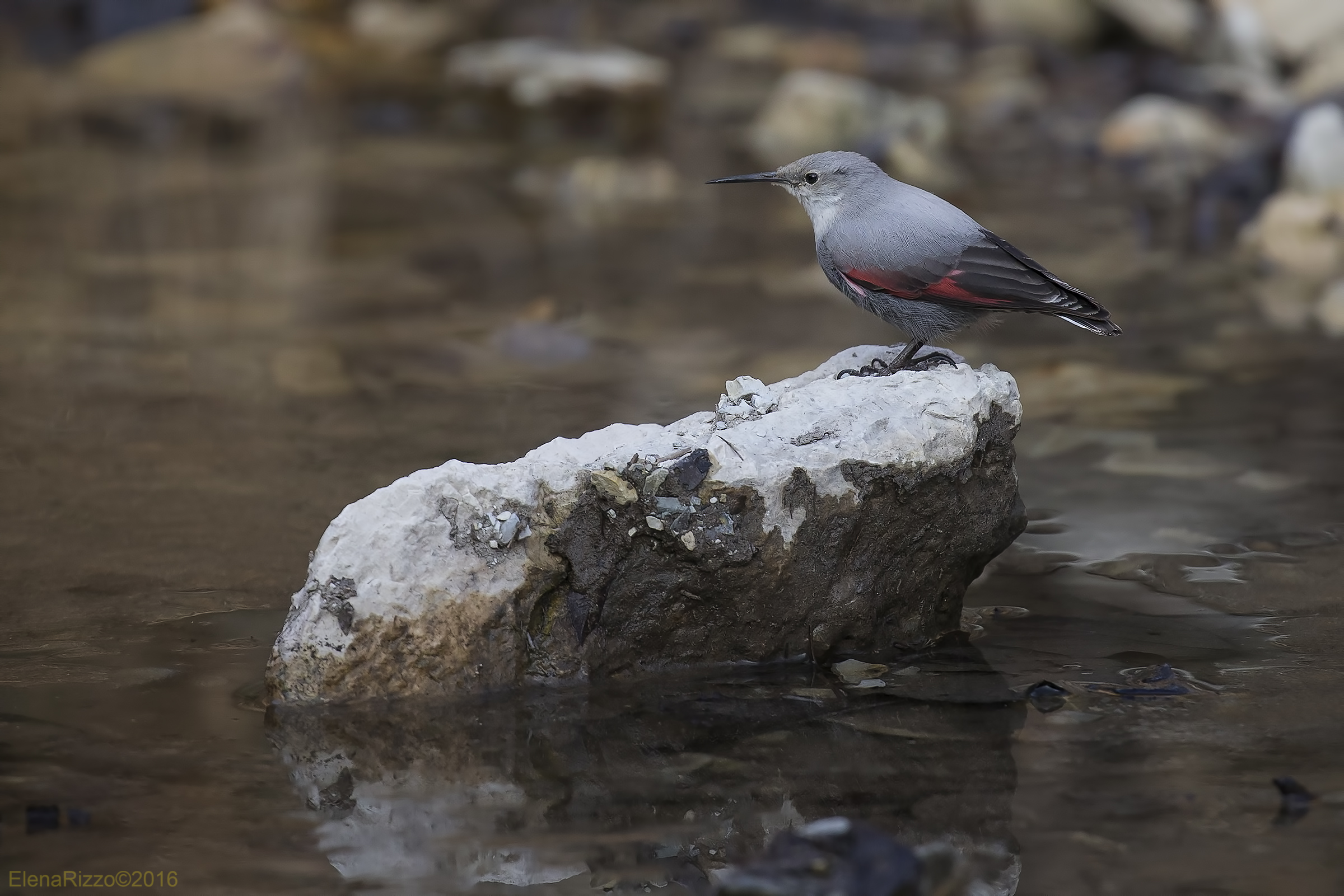 Picchio muraiolo inatteso