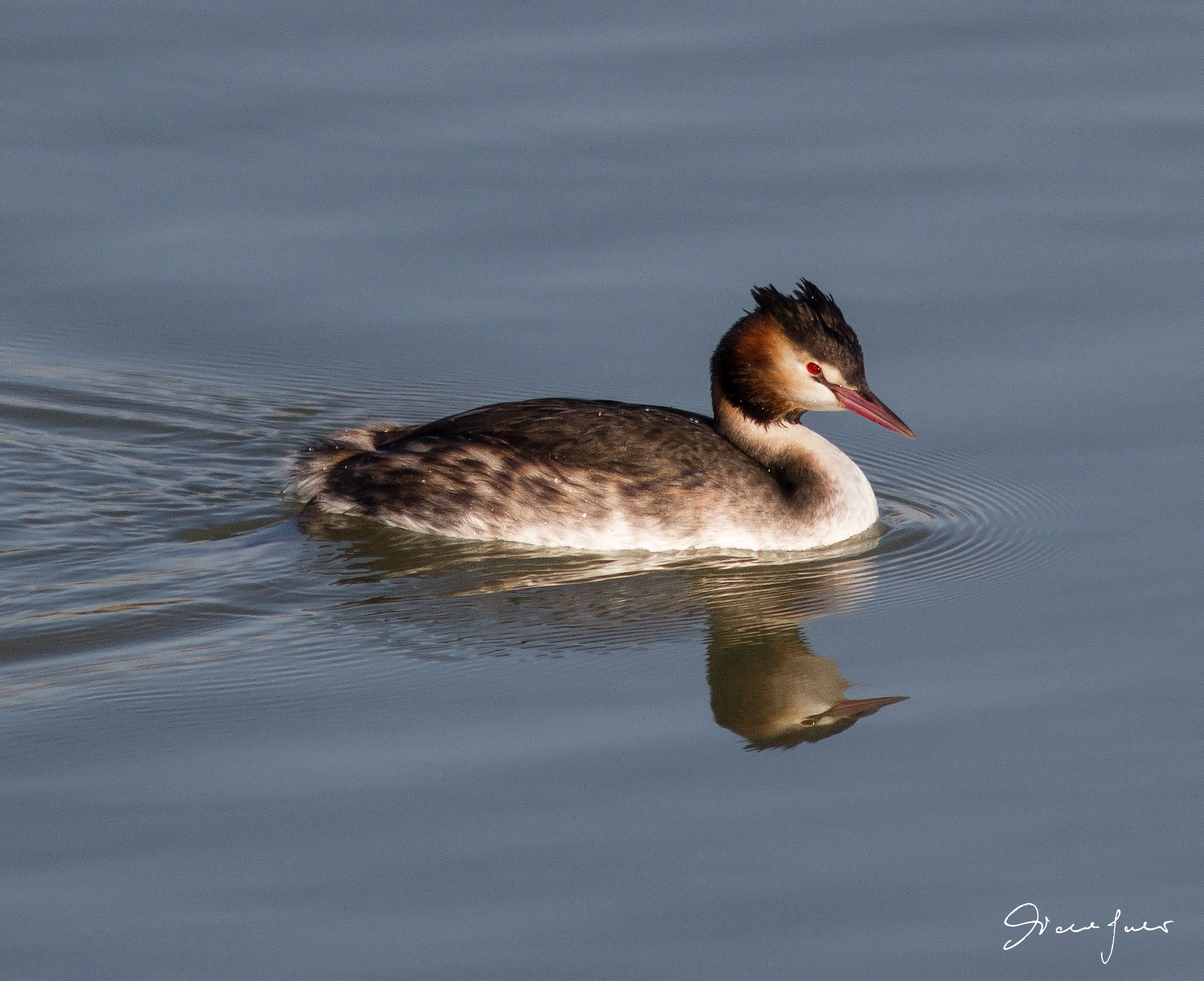 Grebe