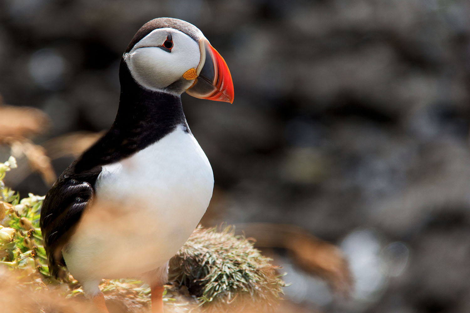 Puffin