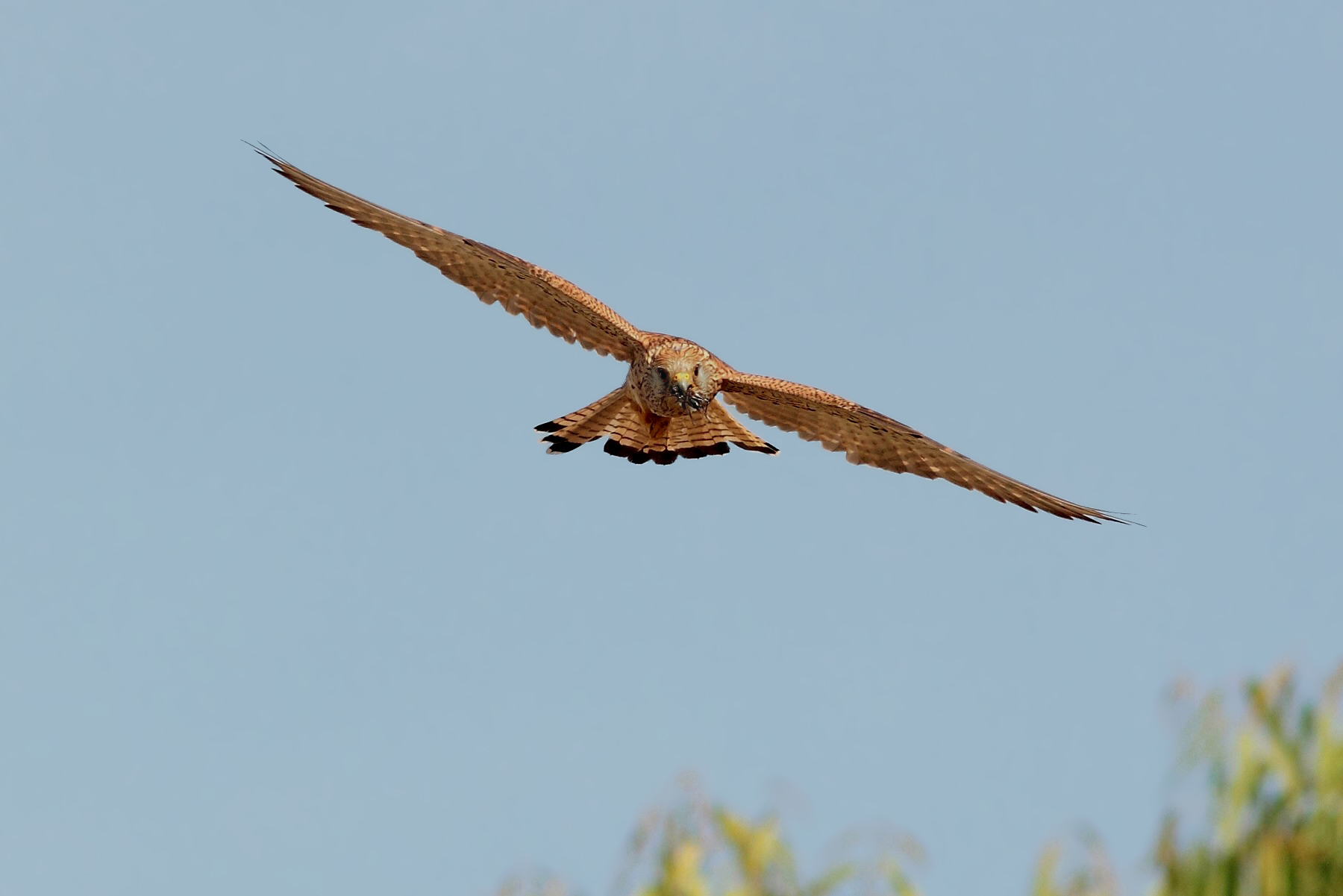 Grillaio femmina frontale