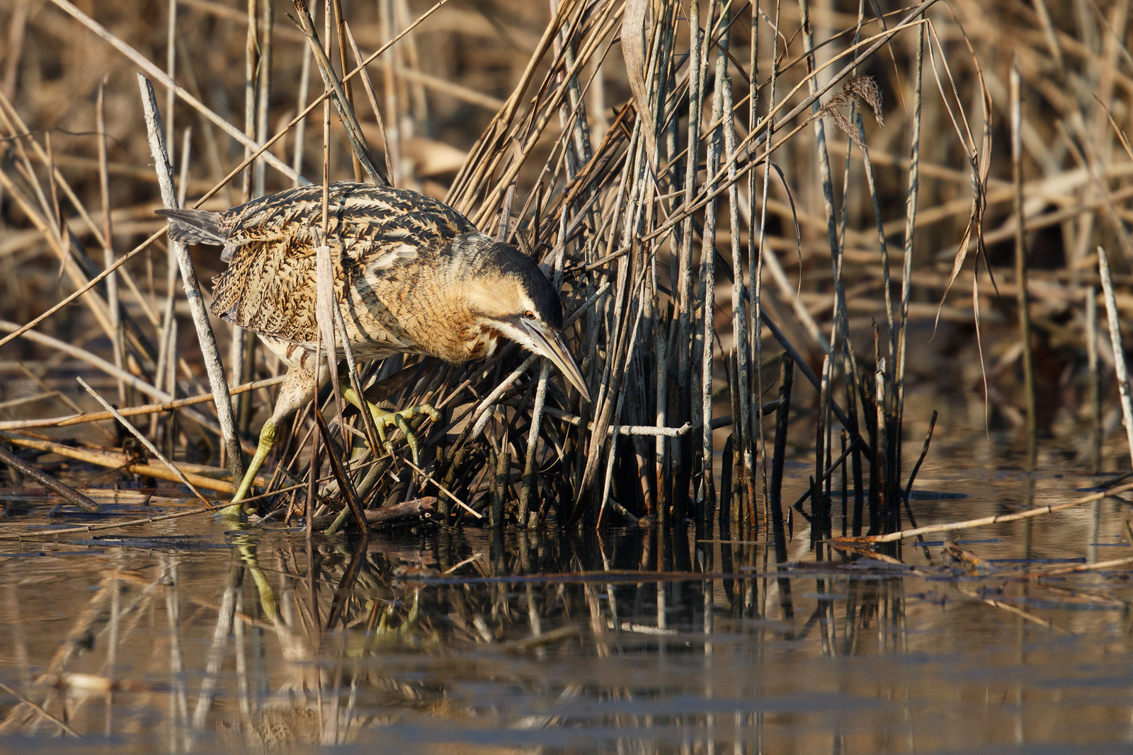 A hunt in the reeds.