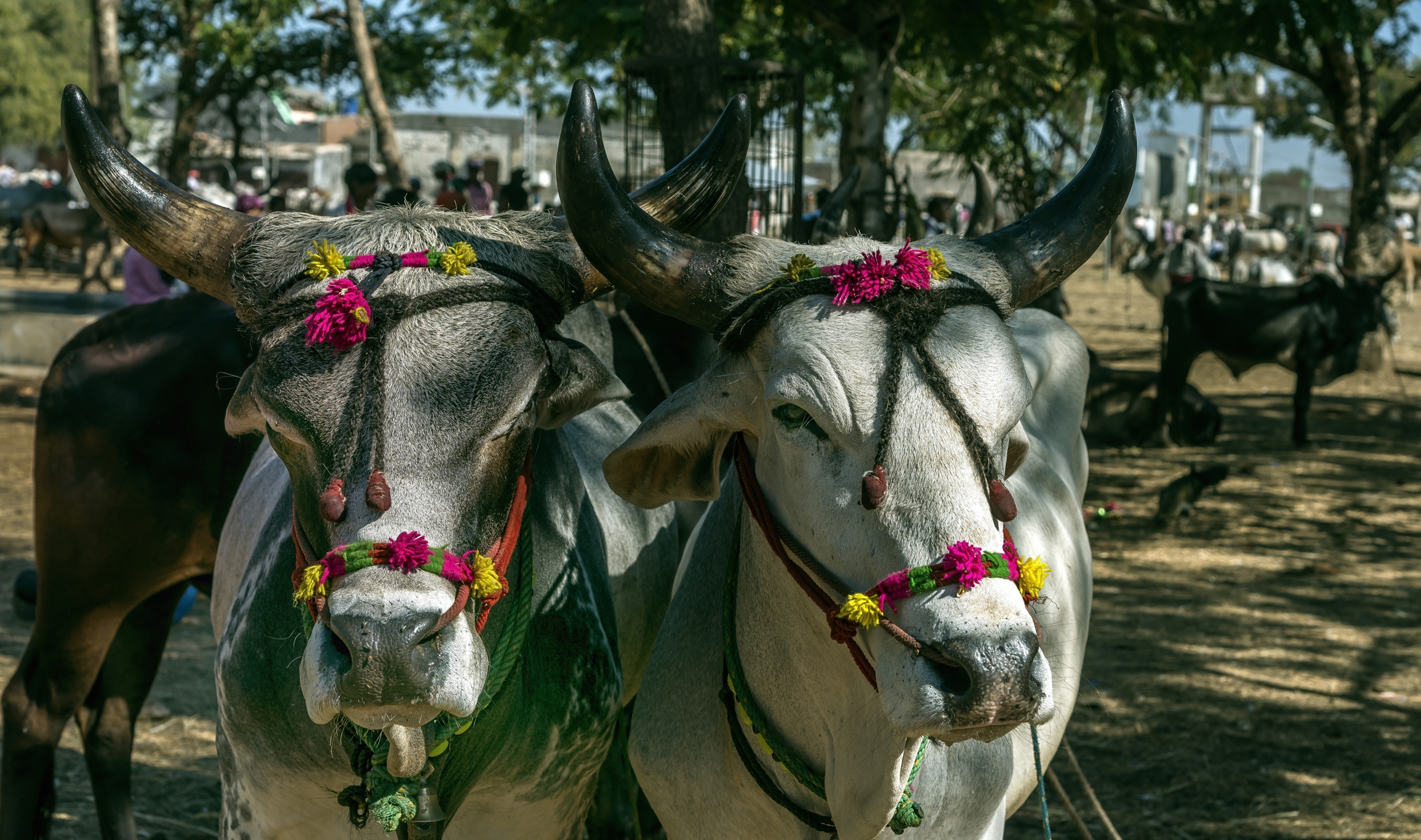 Gujarat 2015 - In un mercato