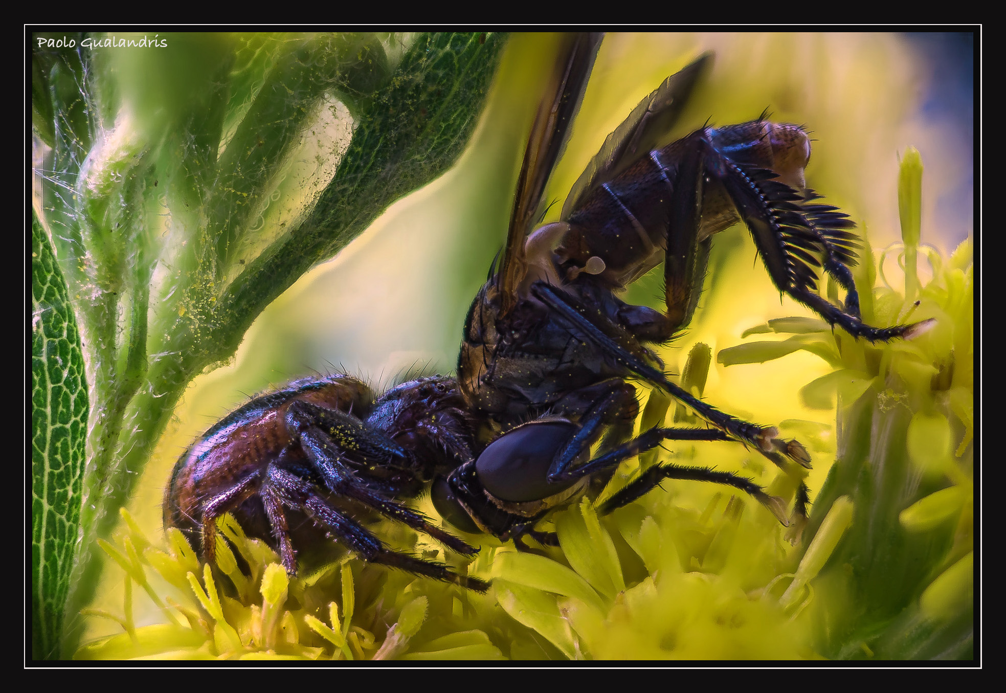 The Bite Of Napoleon