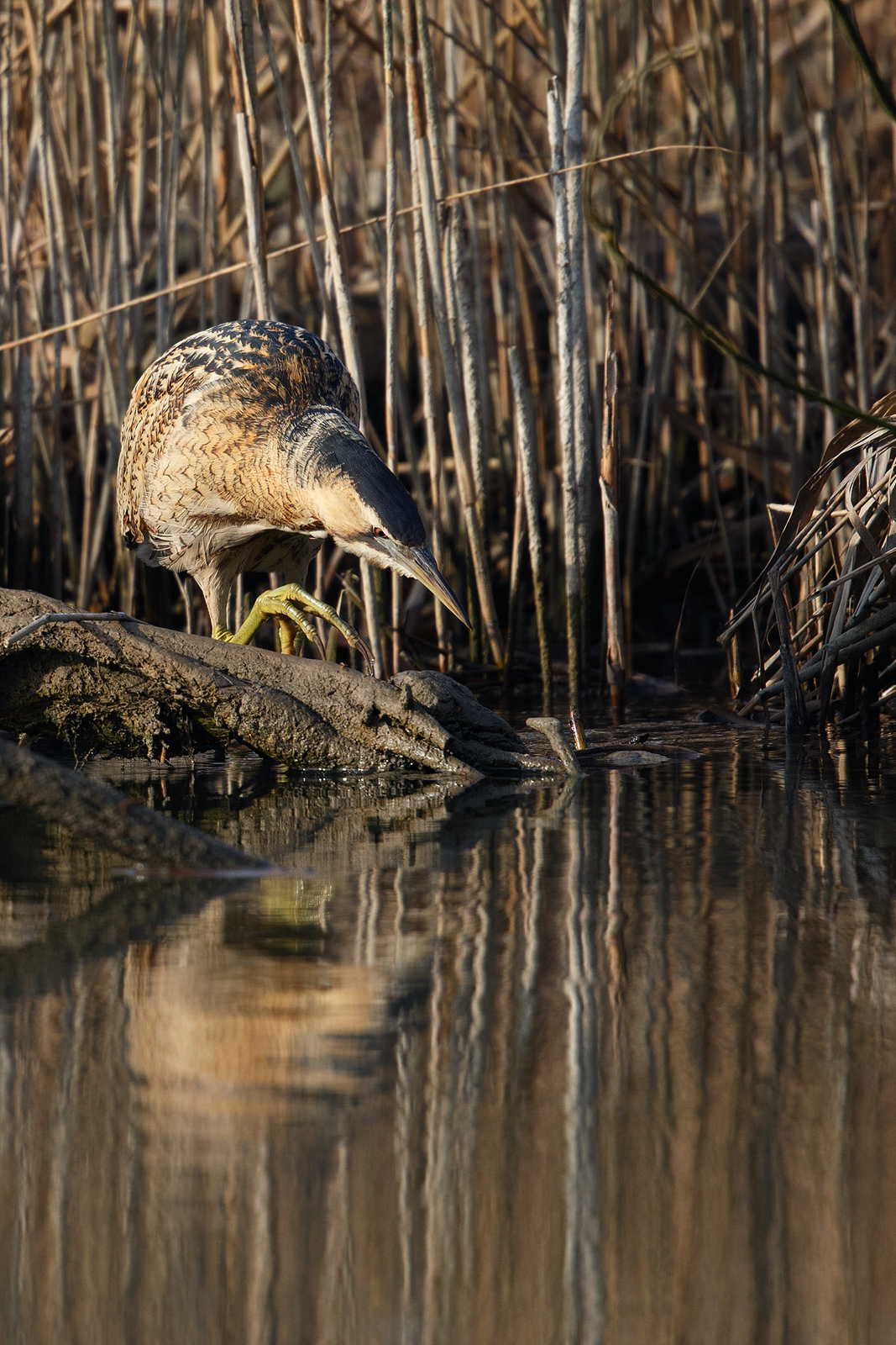The Bittern hunting.