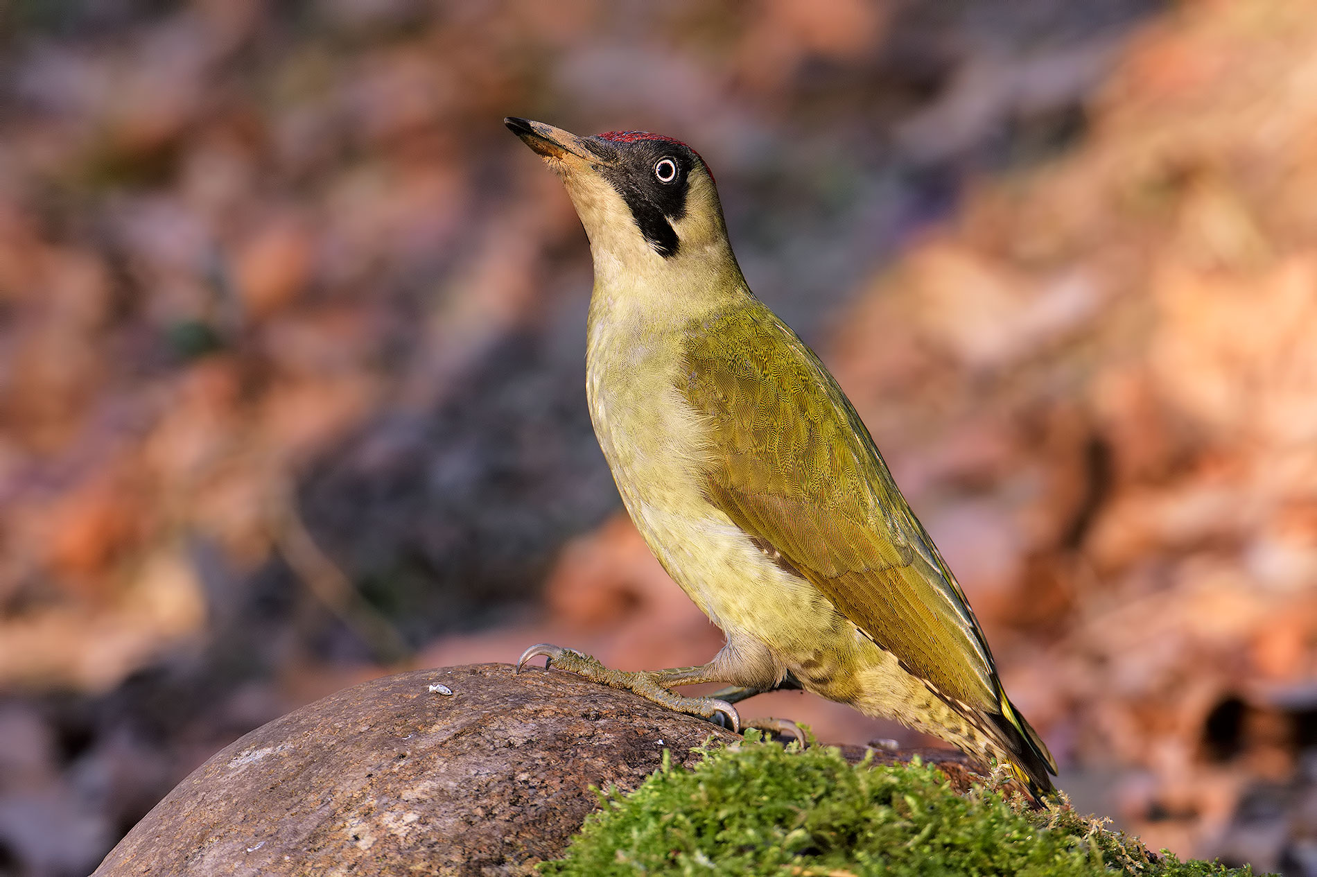 Green Woodpecker