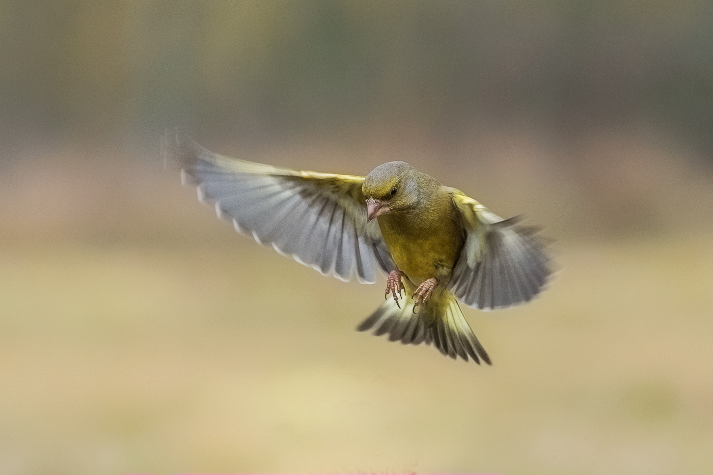 greenfinch in flight