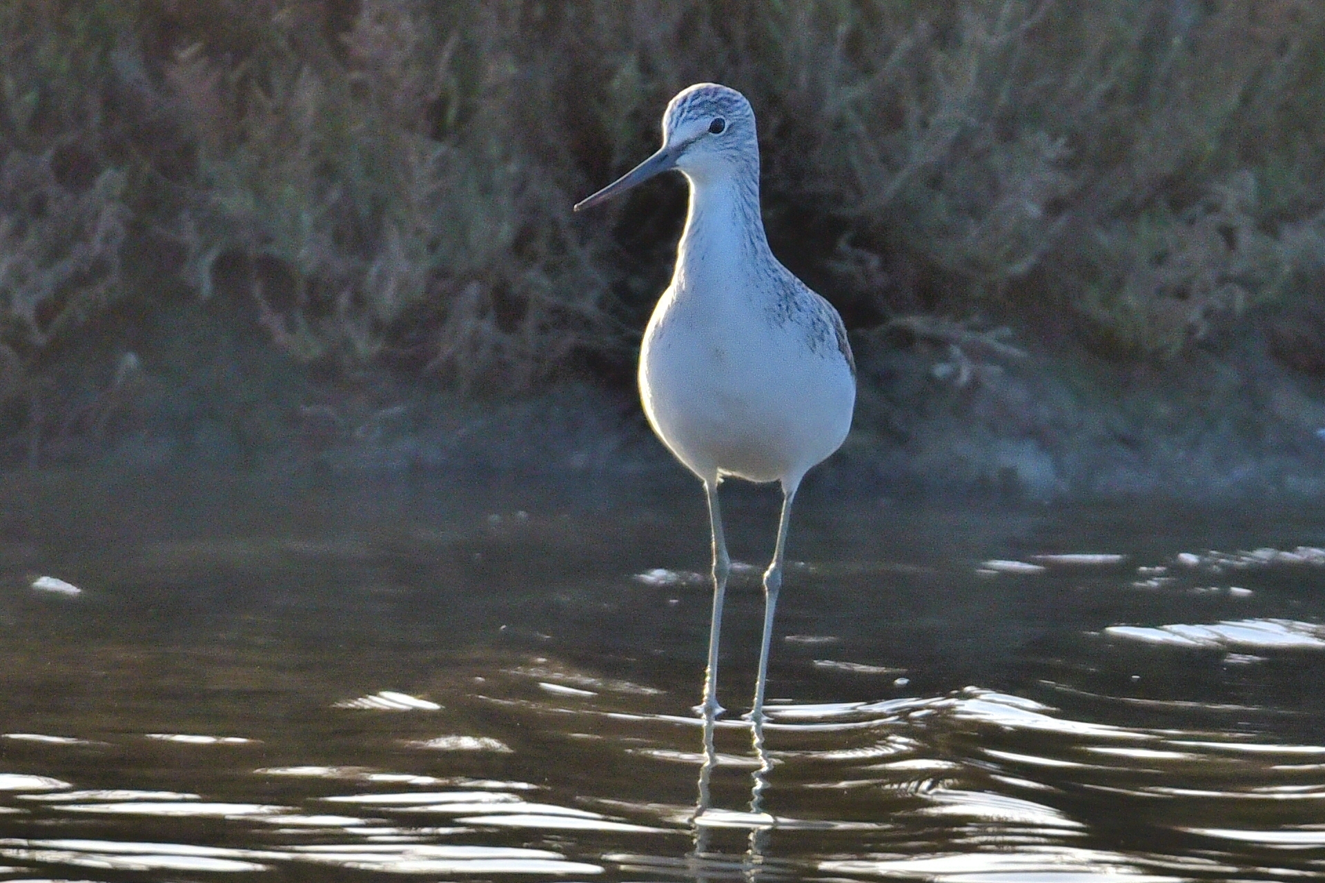 pantana (Tringa nebularia) in forte controluce