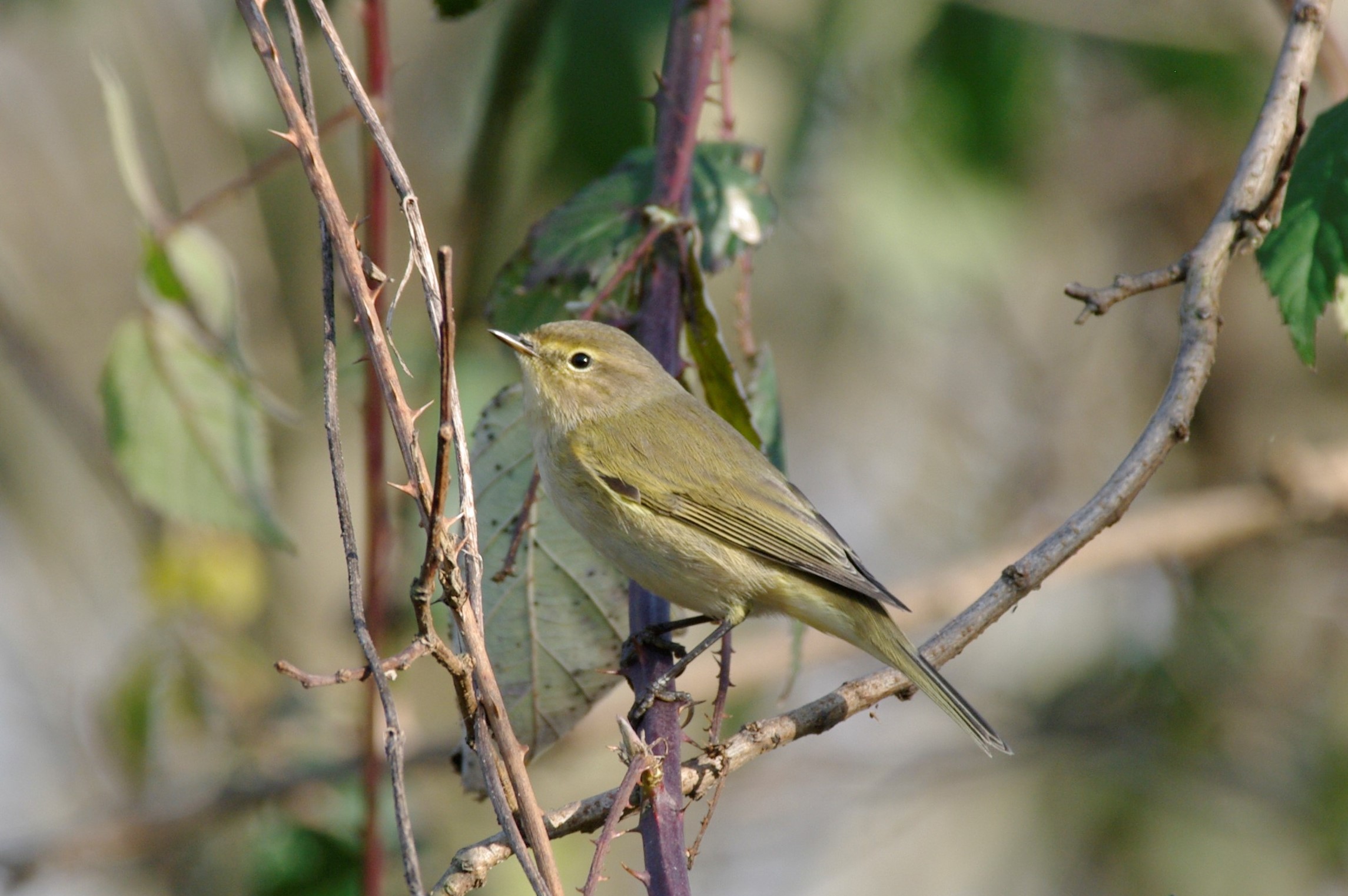 Chiffchaff