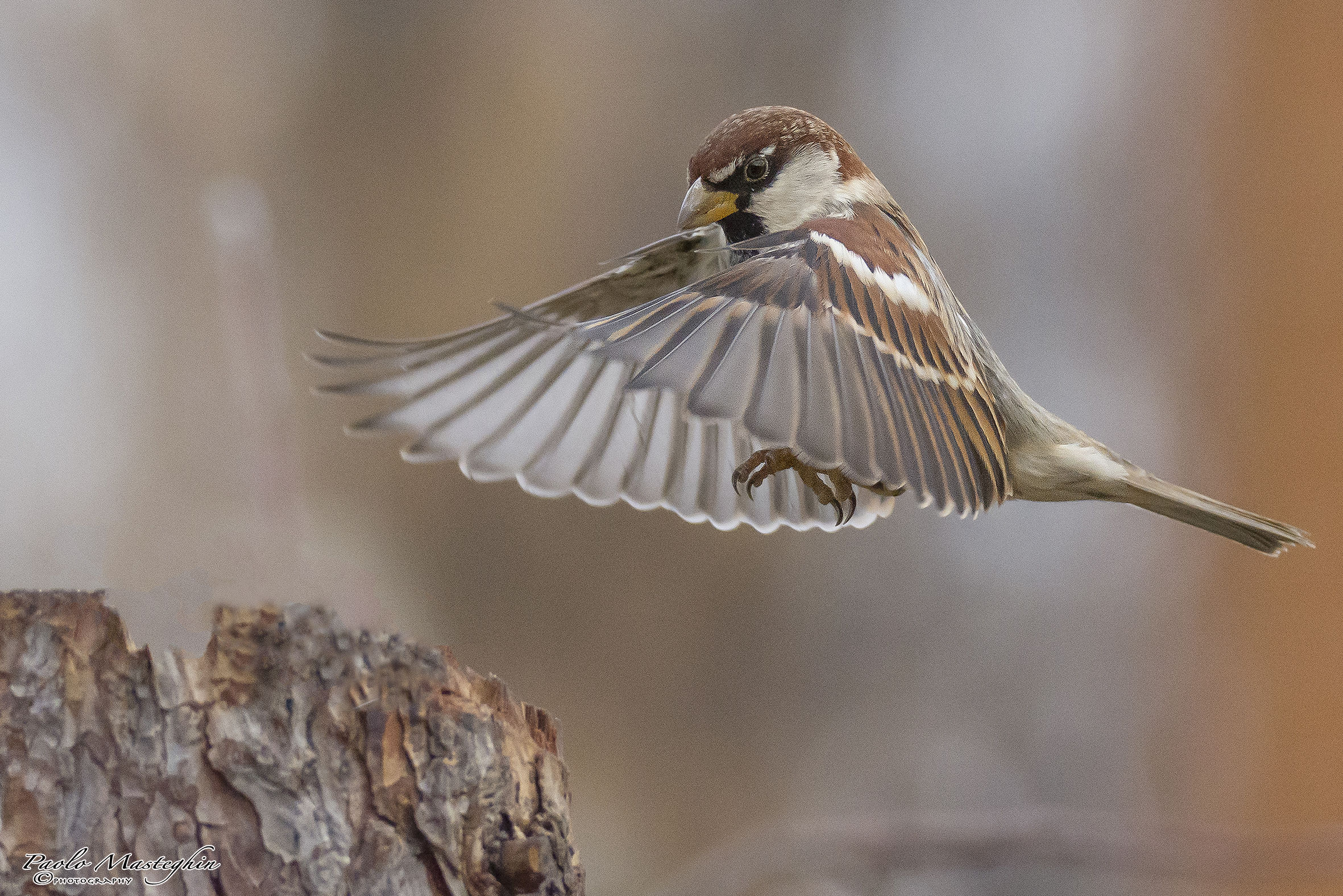 Pistaaaa che atterroooo