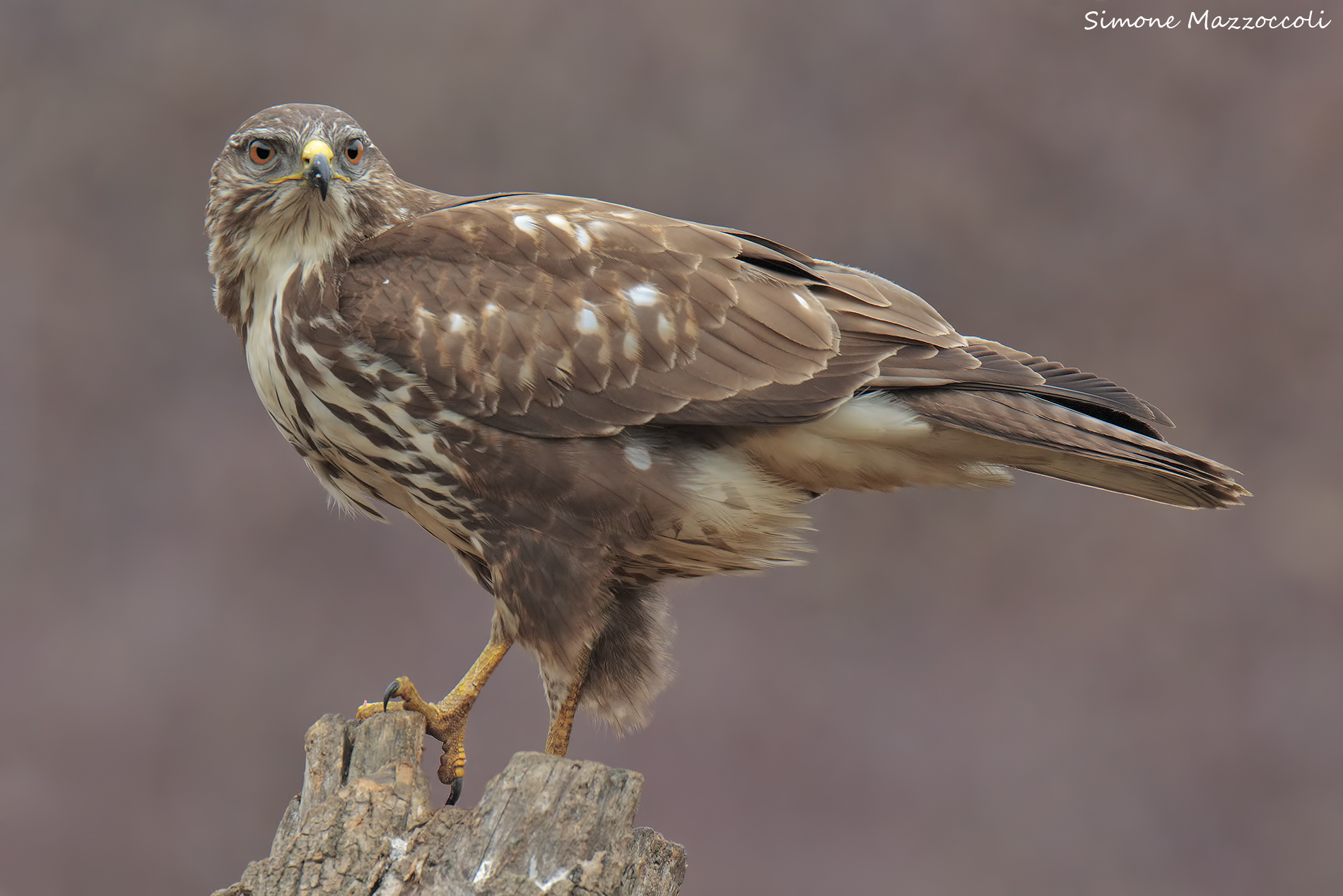 Buzzard - Buteo Buteo