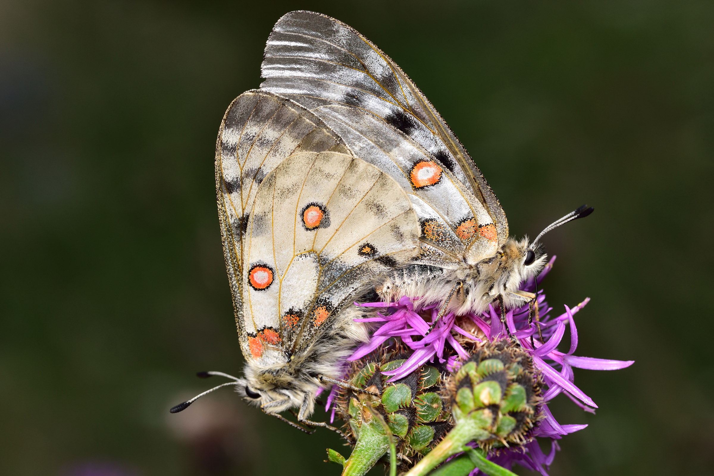 pair of clouded Apollo