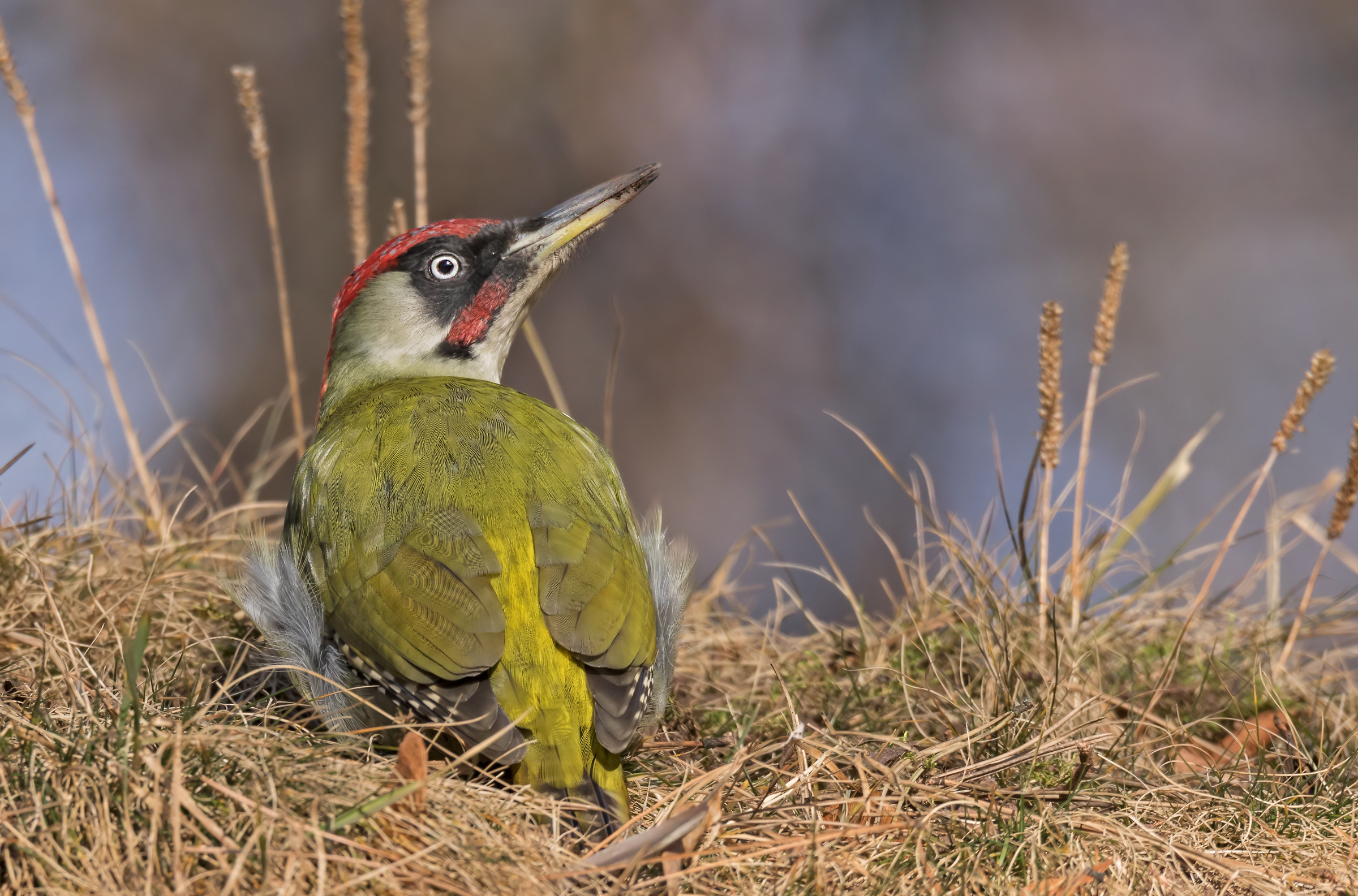 Green woodpecker