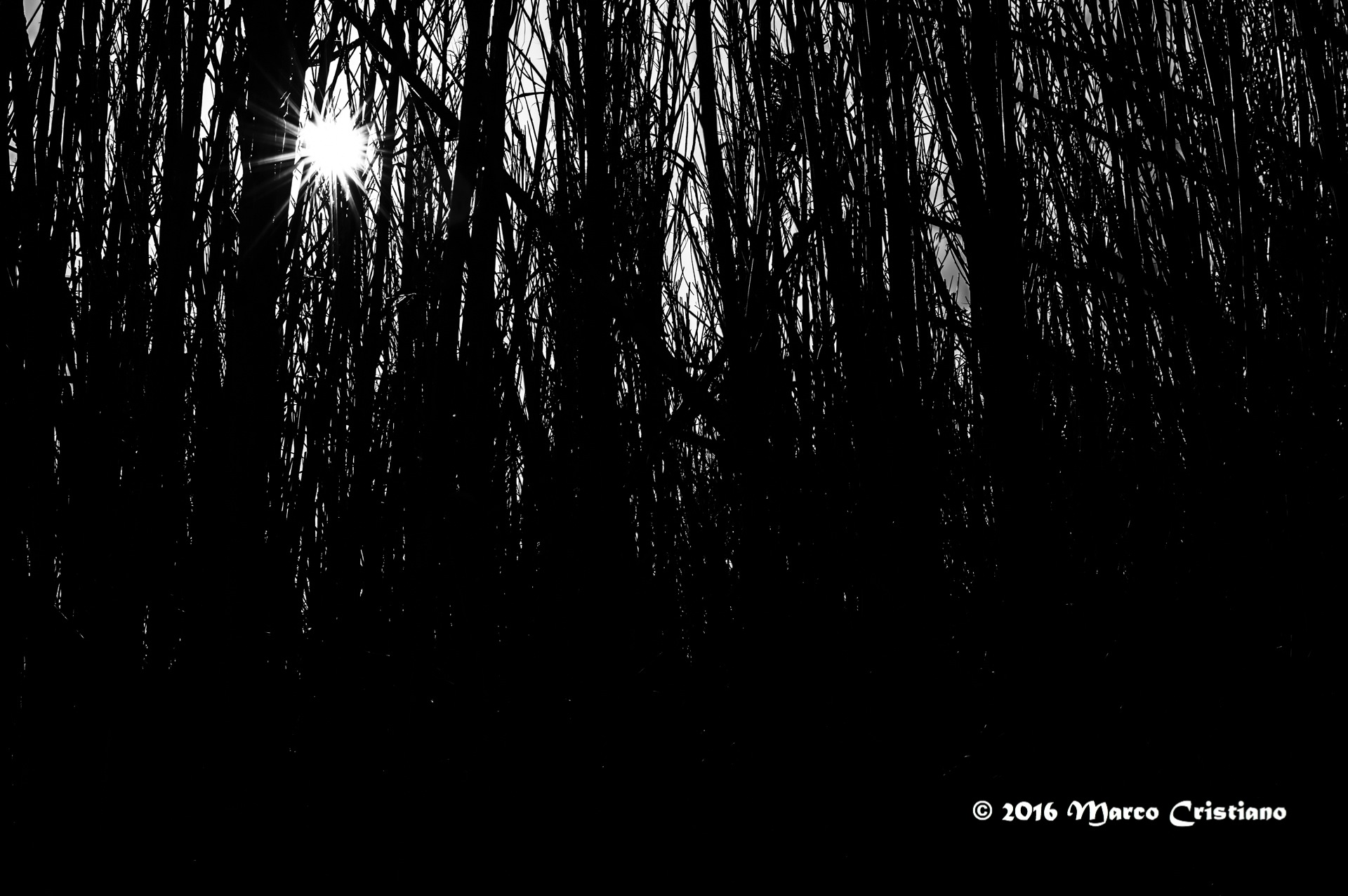 The sun between the bush ...