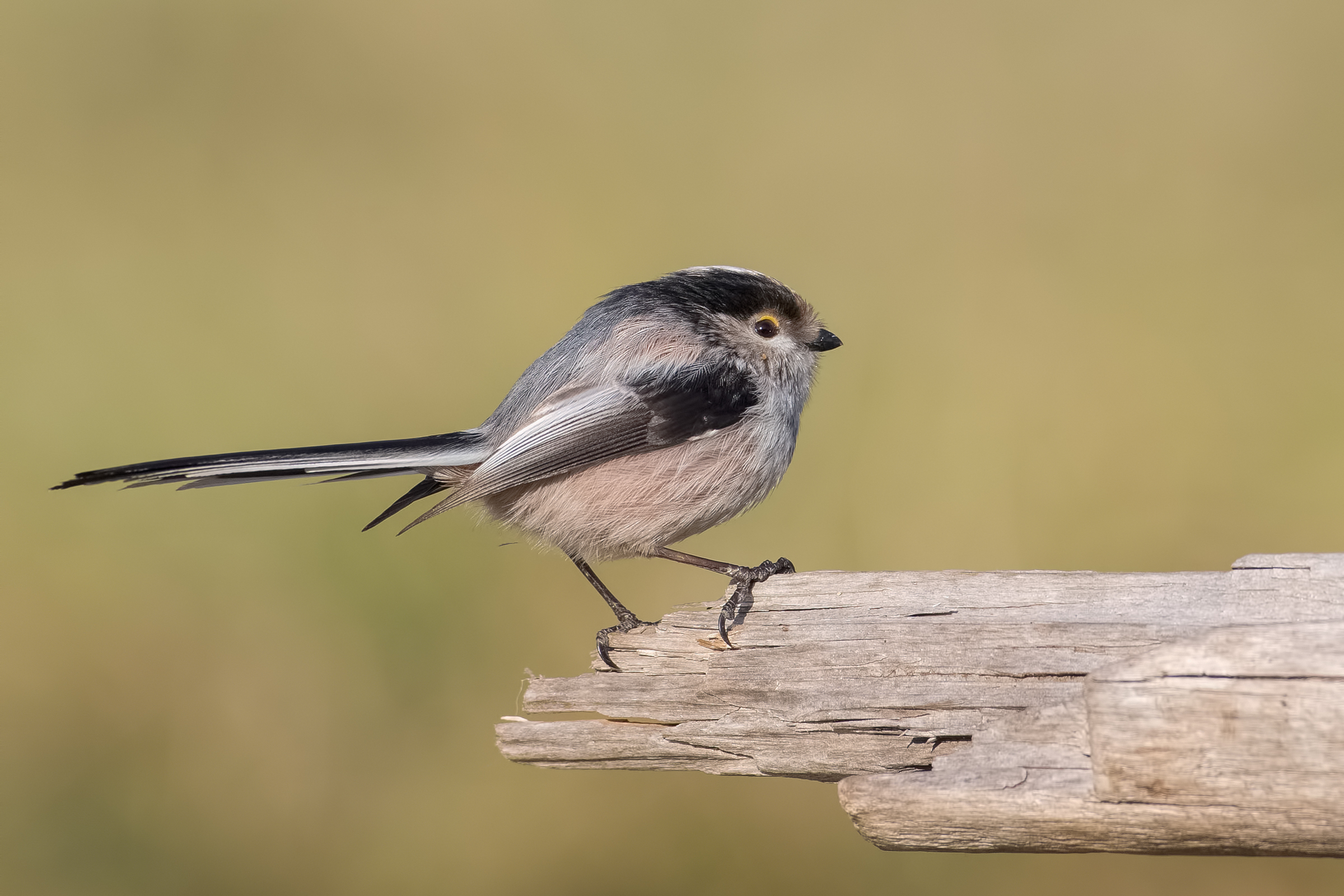 Long-tailed Tit