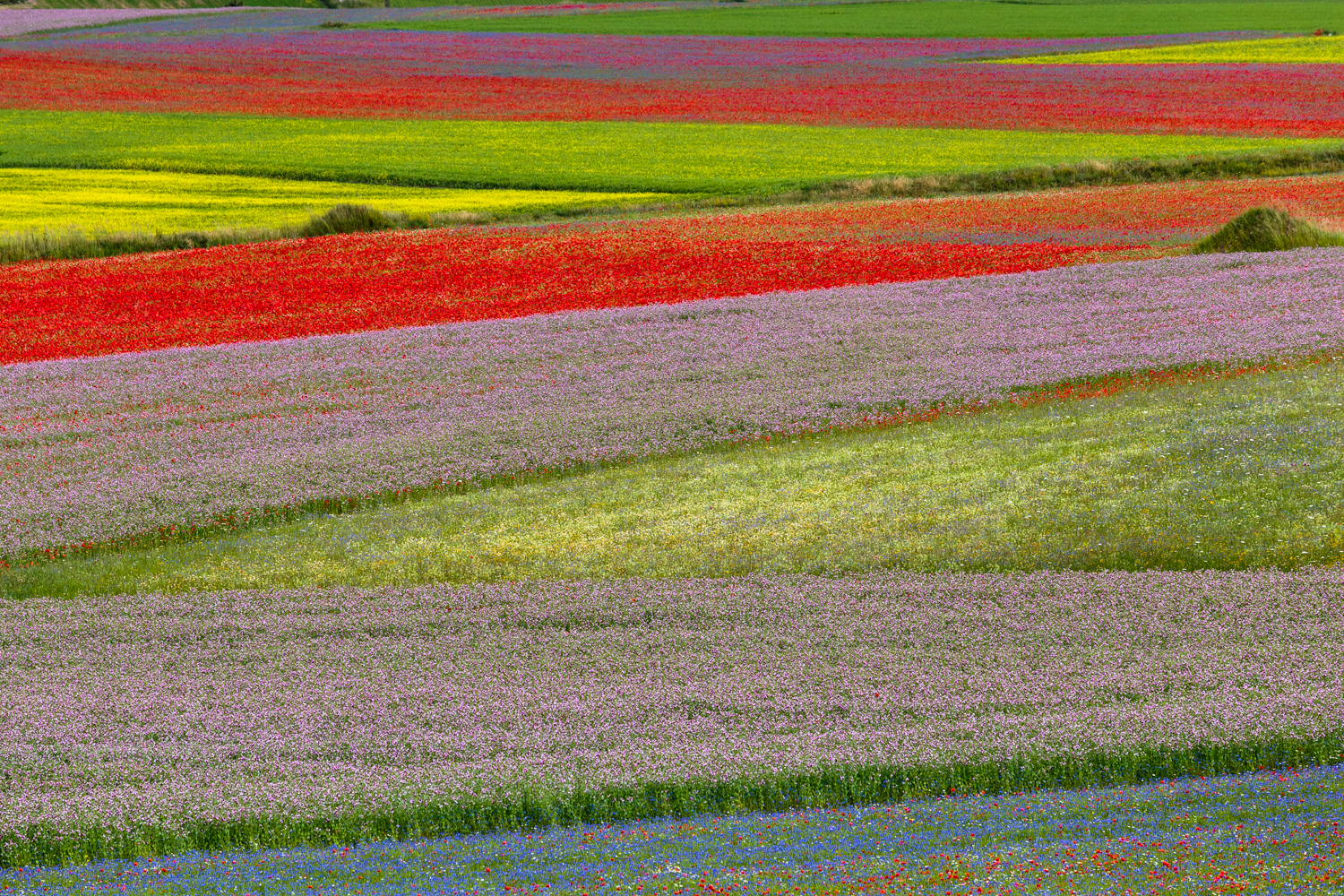 I colori della fioritura