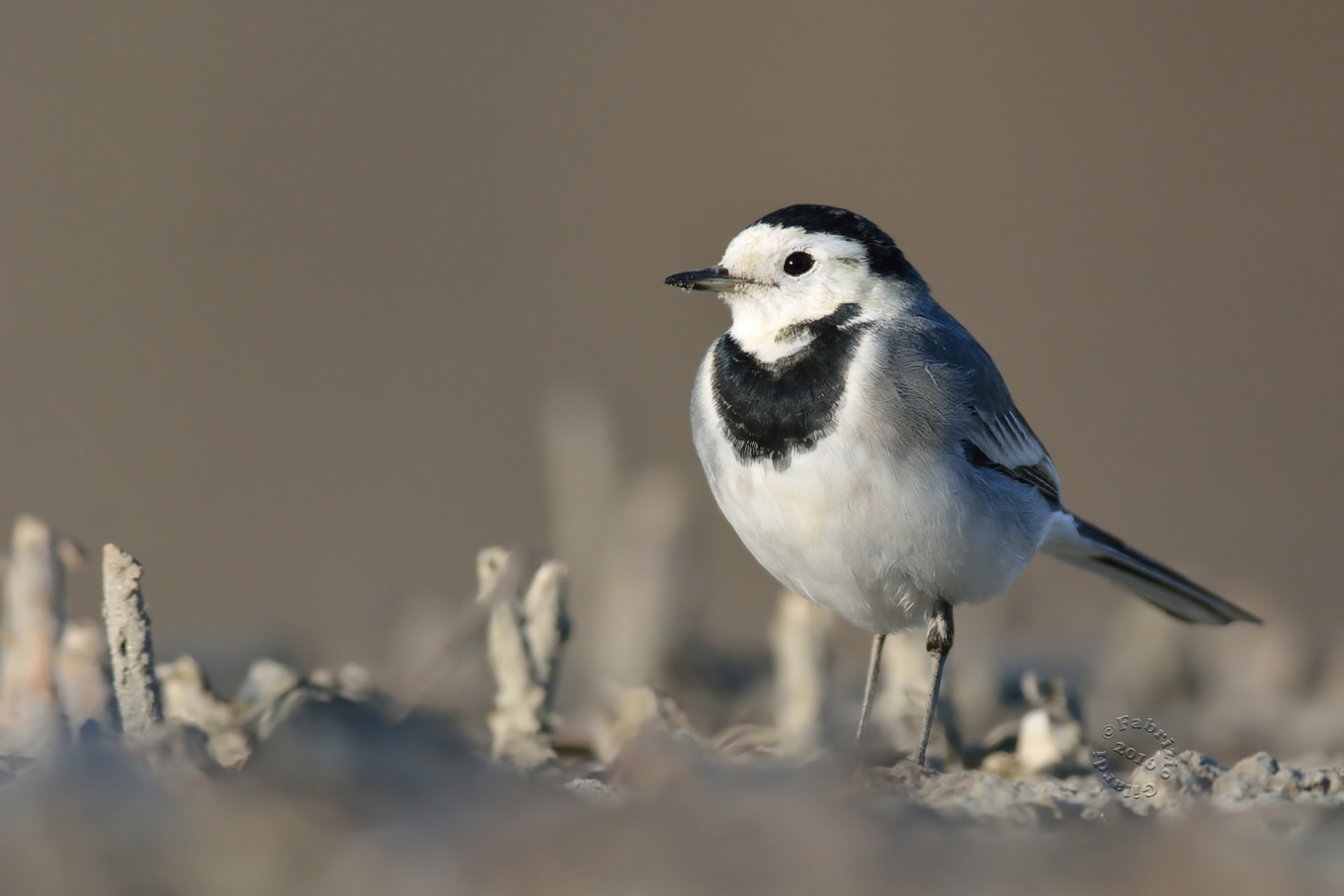 White Wagtail (Motacilla alba)
