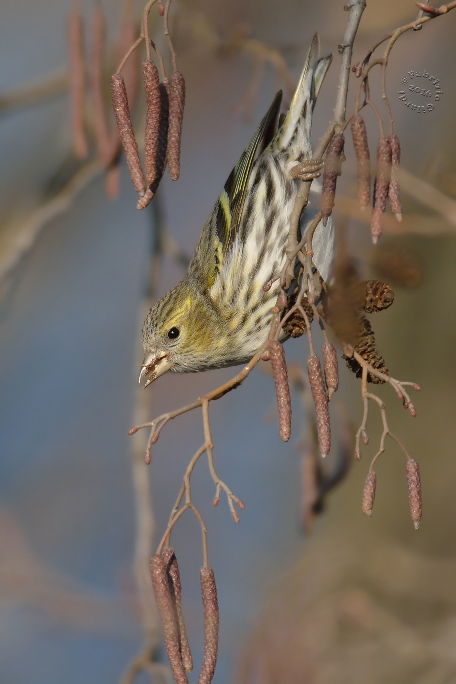 Siskin (Spinus spinus)