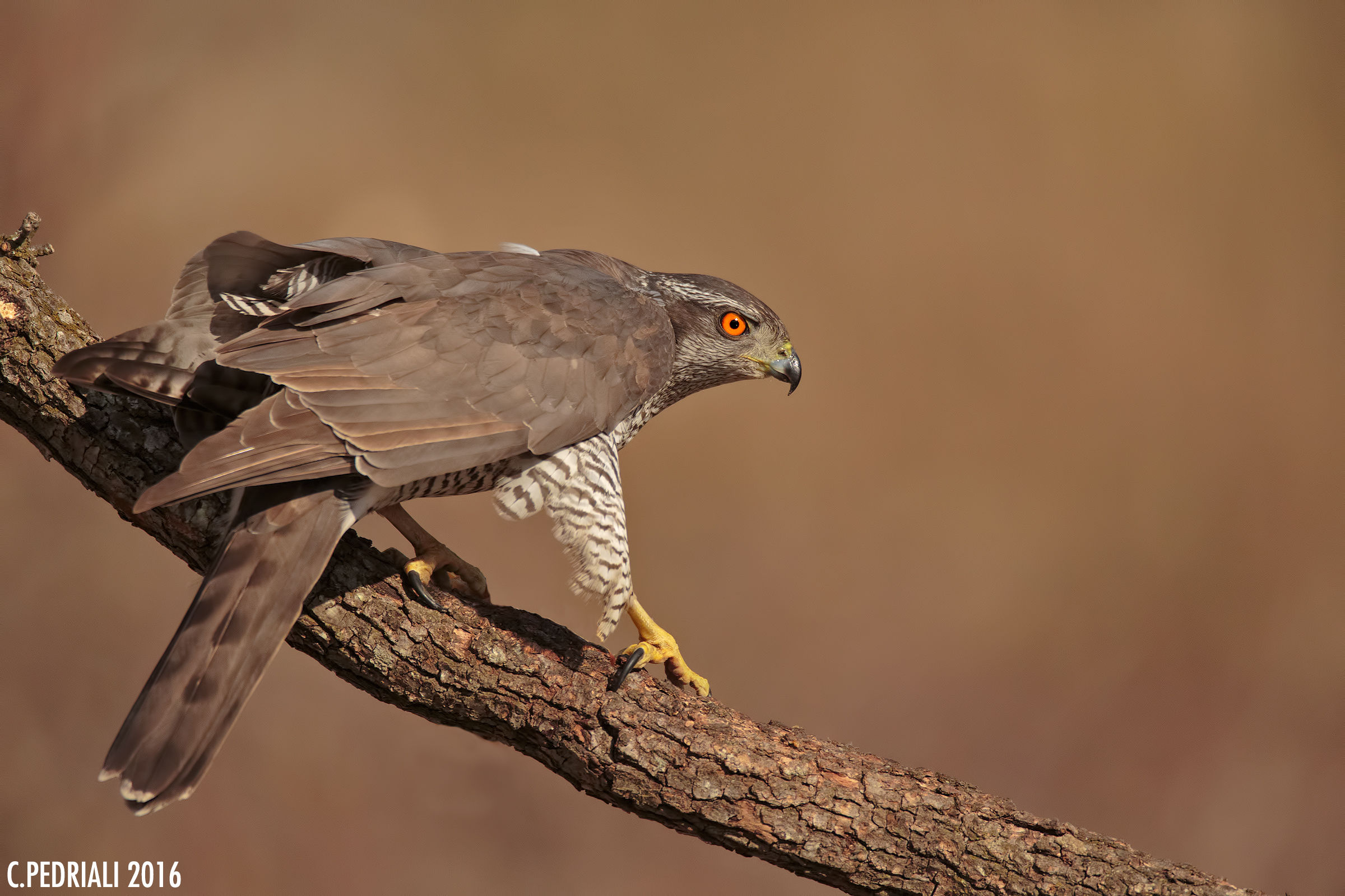 Asterix (Goshawk)