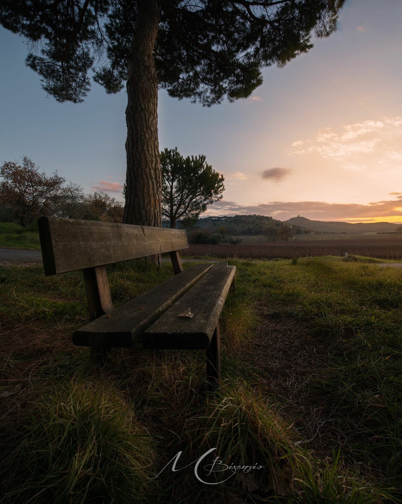 Pausa tra pini e vigneti