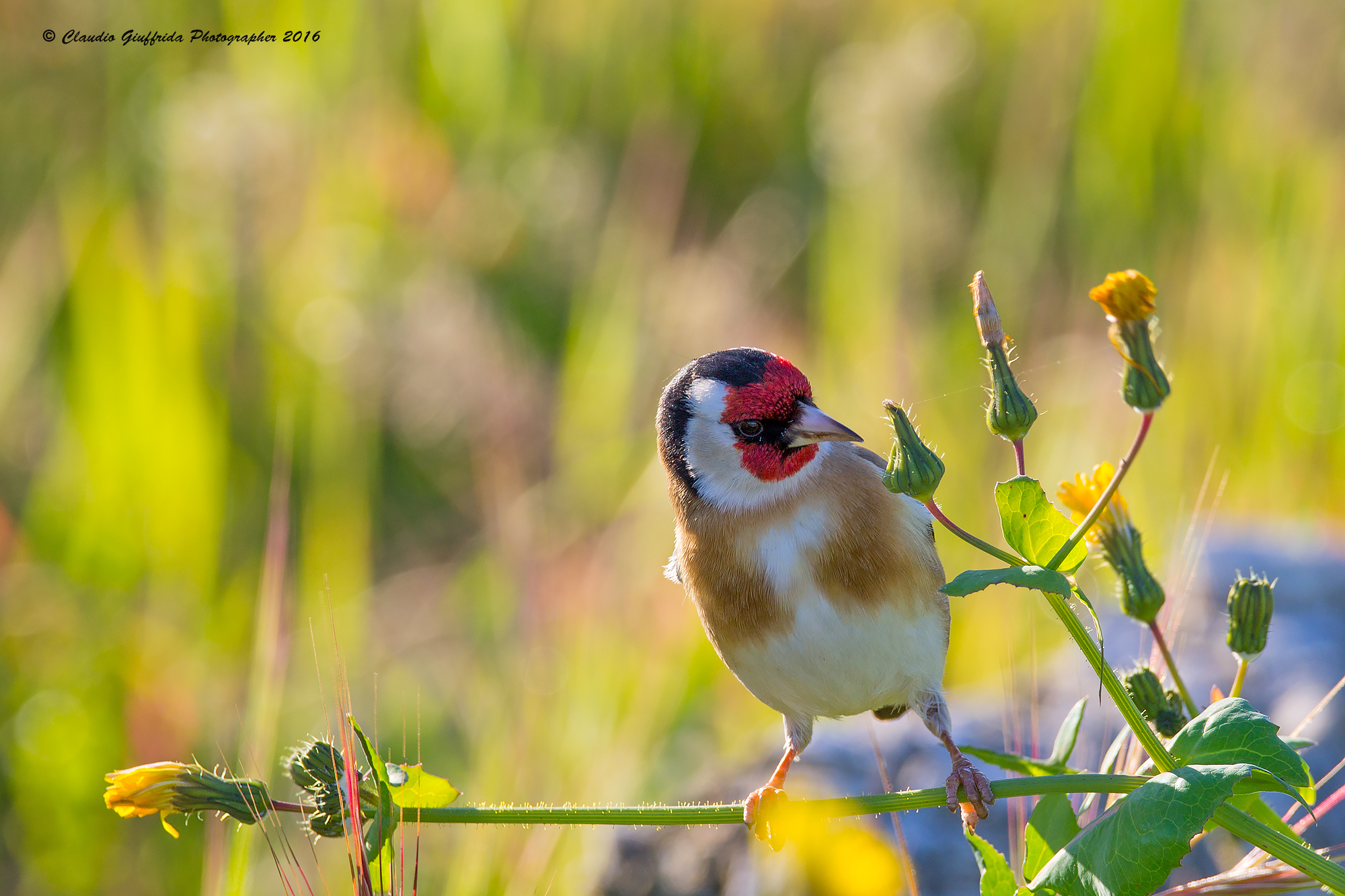 Goldfinch