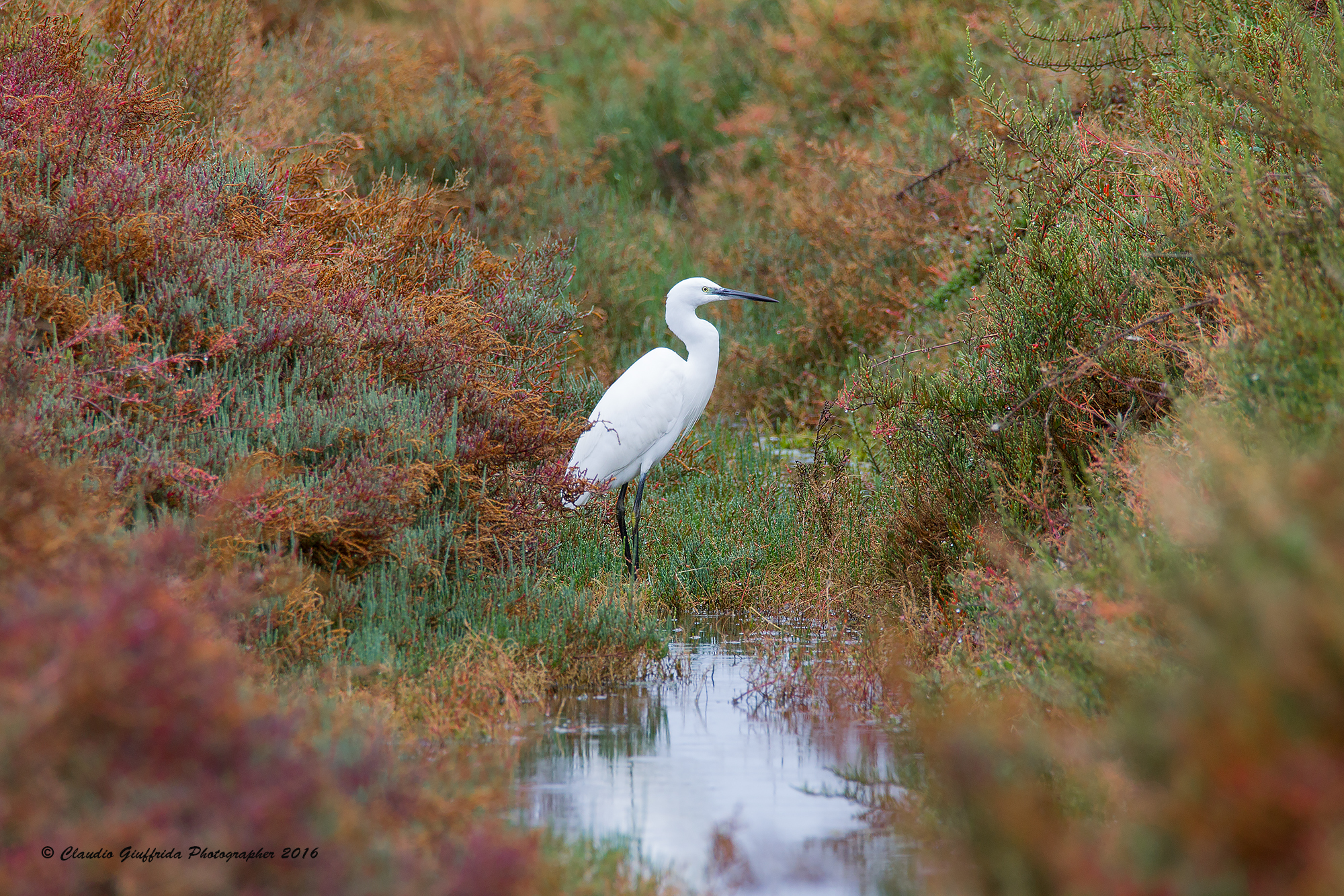 Little Egret