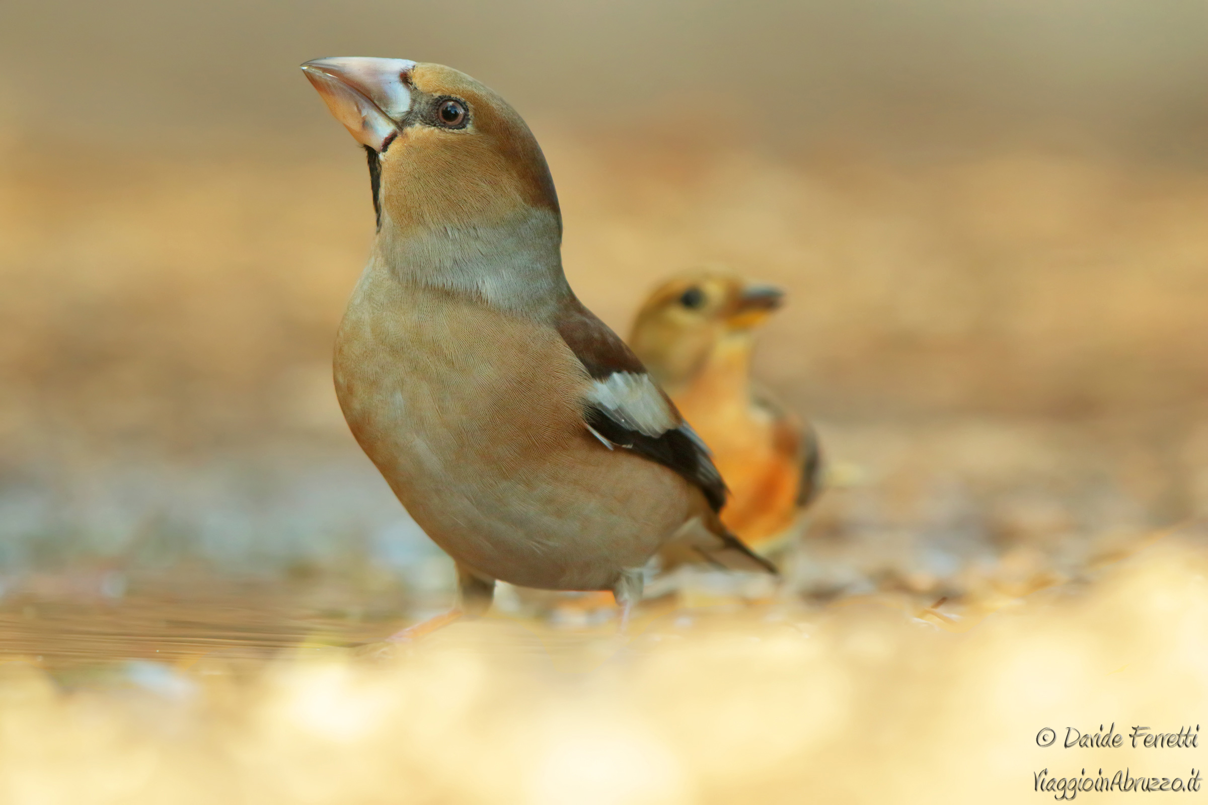 Grosbeak and brambling (Hawfinch & Brambling)