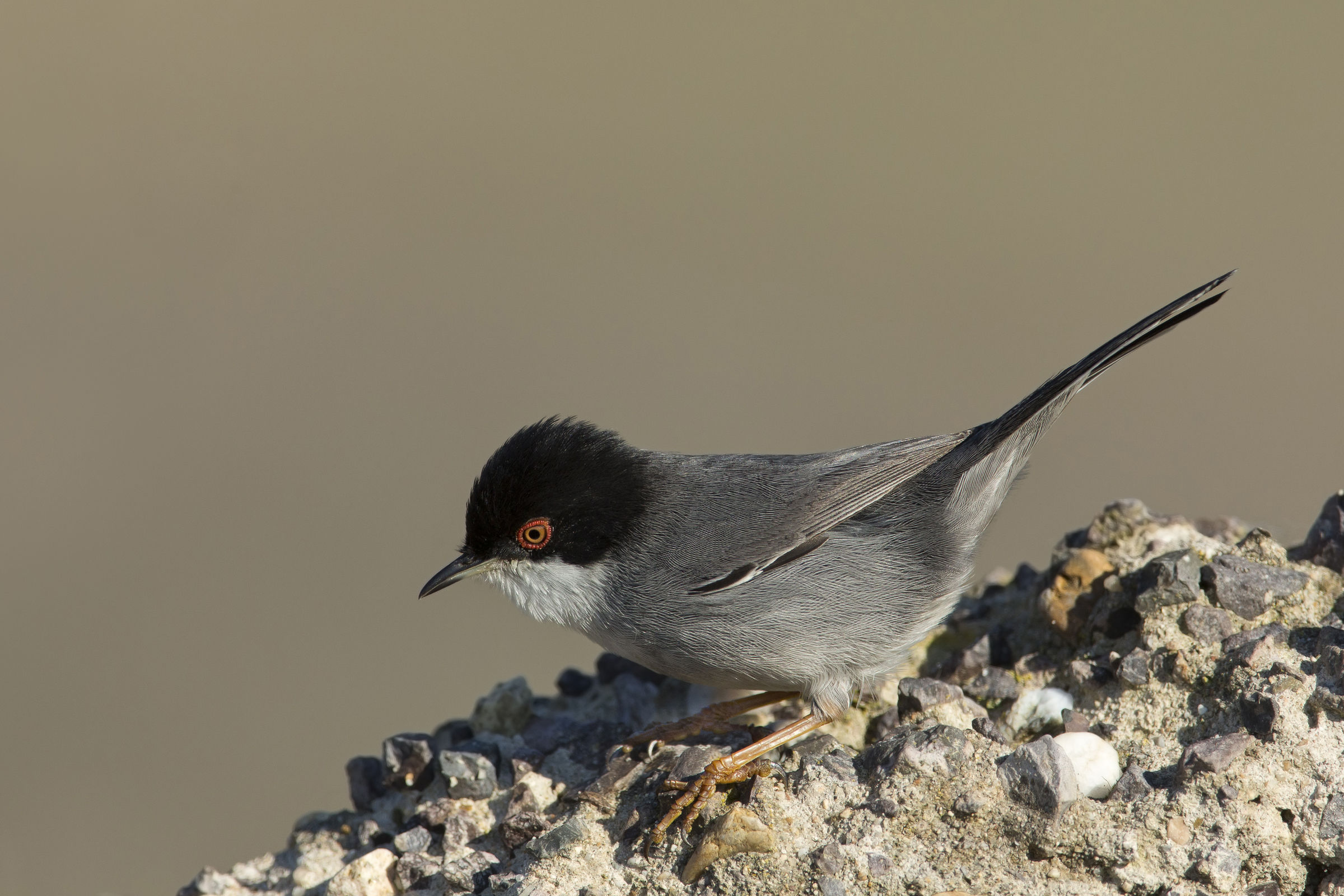 occhiocotto (sylvia melanocephala)