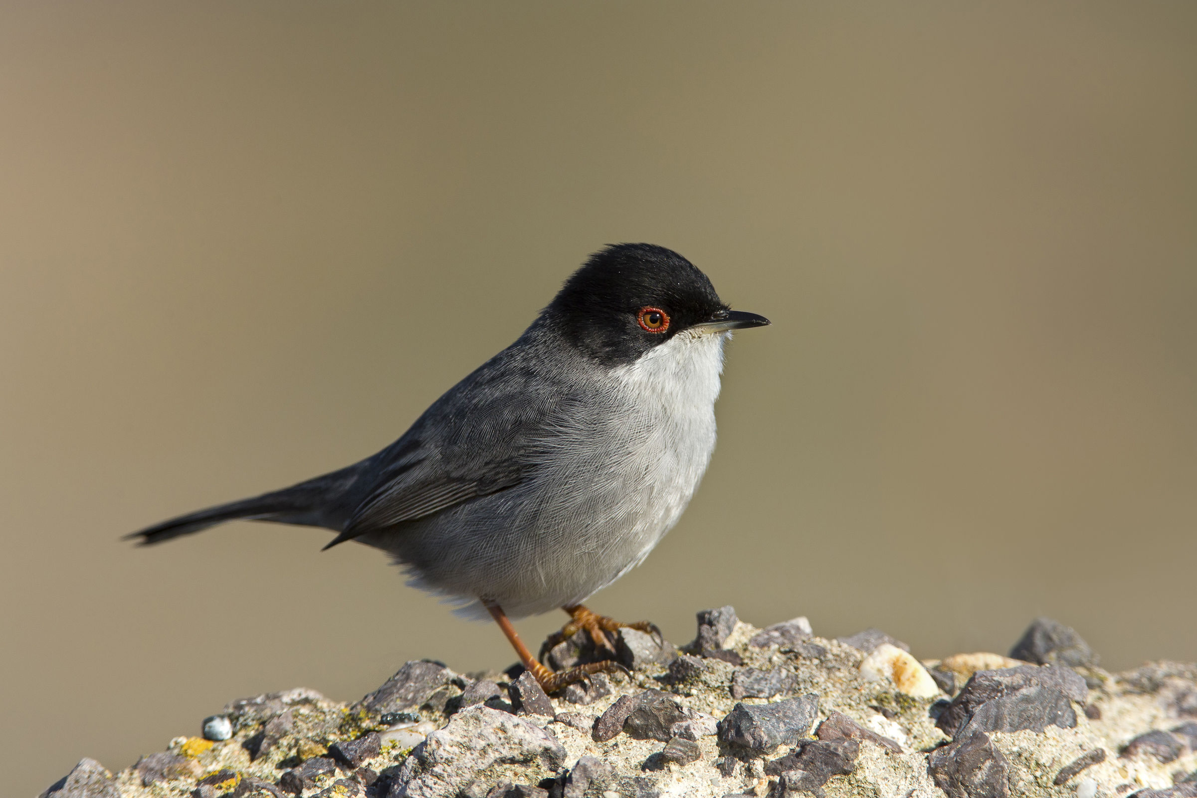 occhiocotto (sylvia melanocephala)