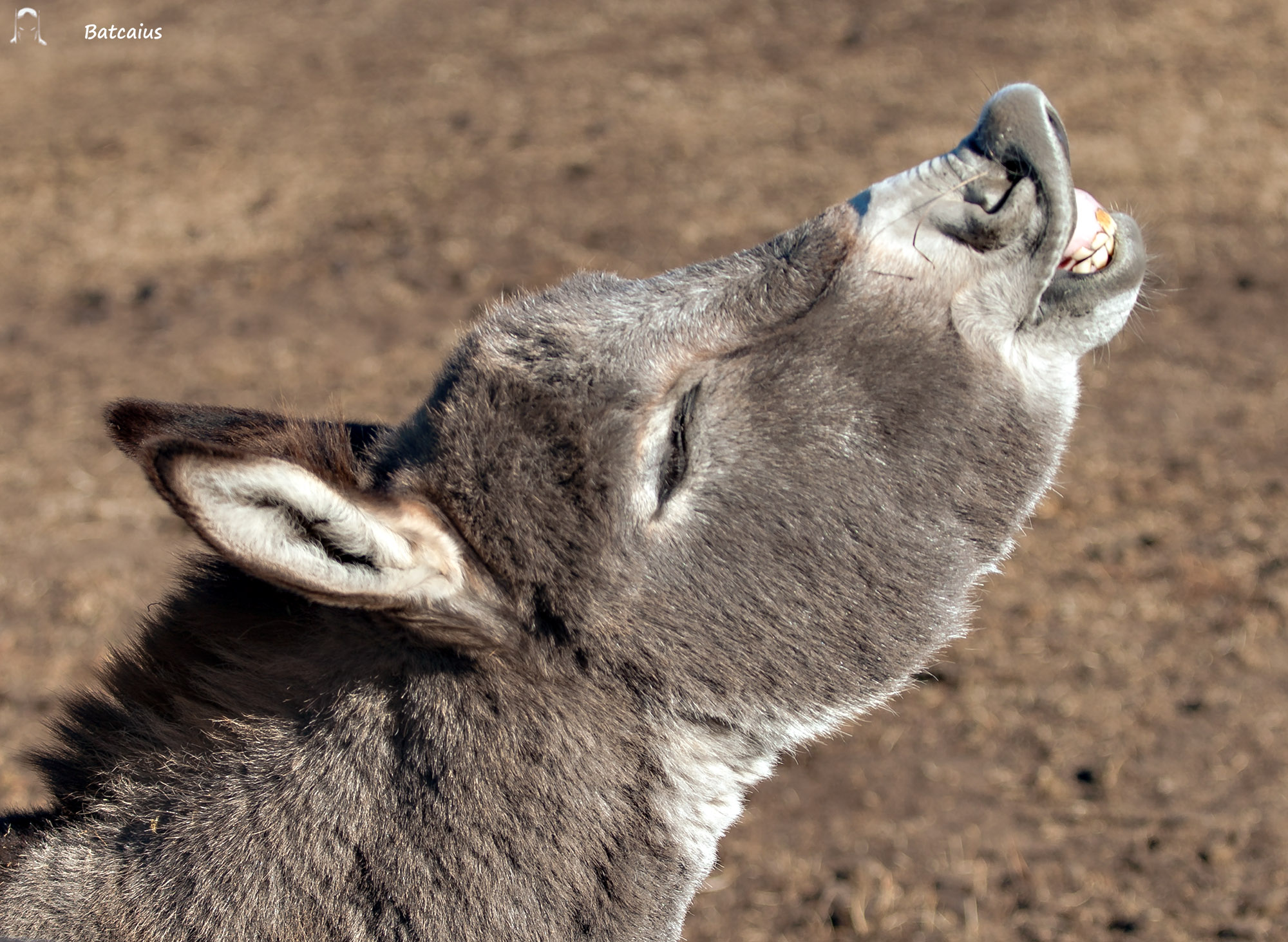 Hanno aperto un altro thread sui prezzi del mercatino?