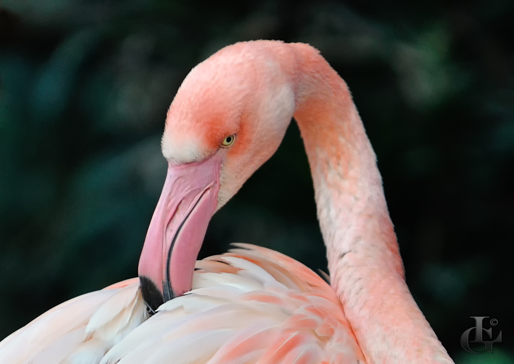 50 Sfumature di rosa