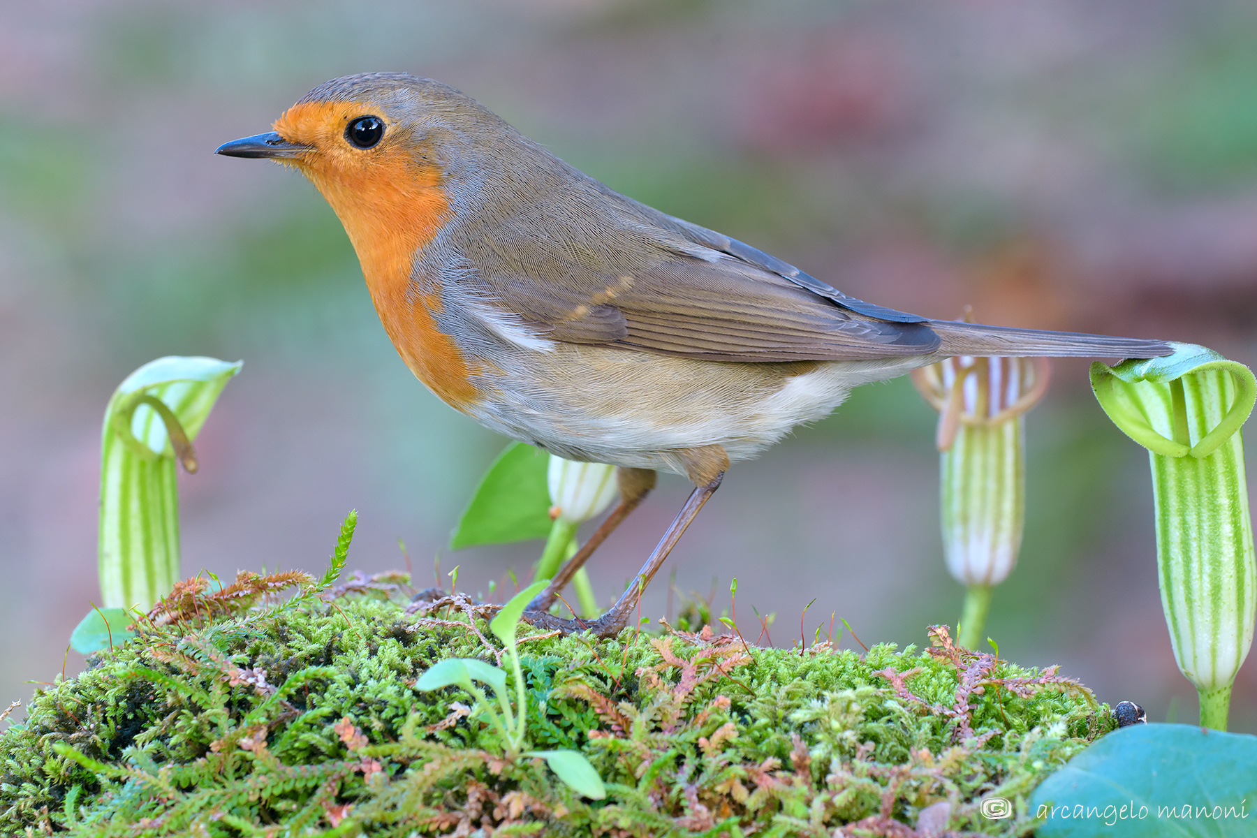 Robin in an olive grove in the hills