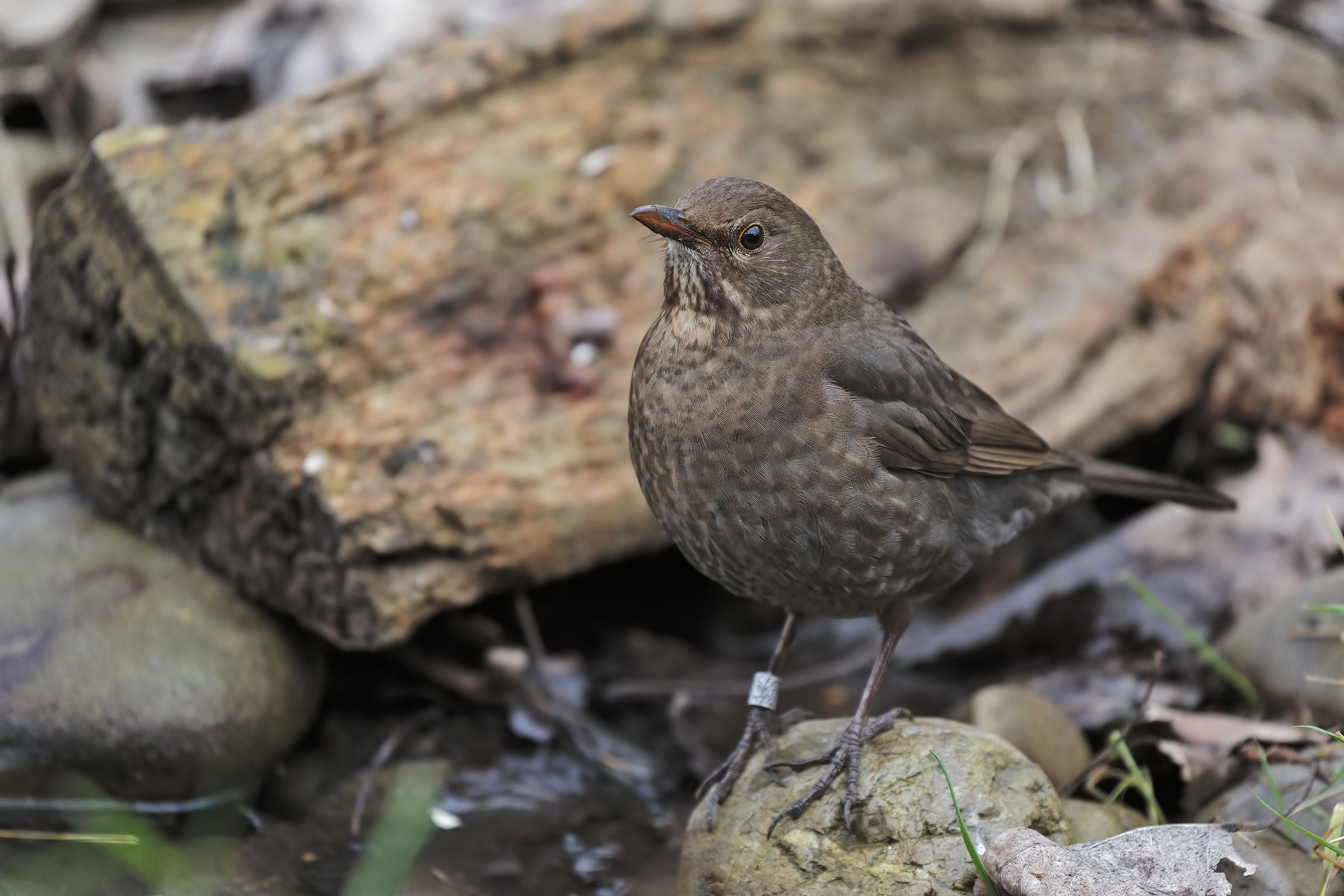 The days of the blackbird
