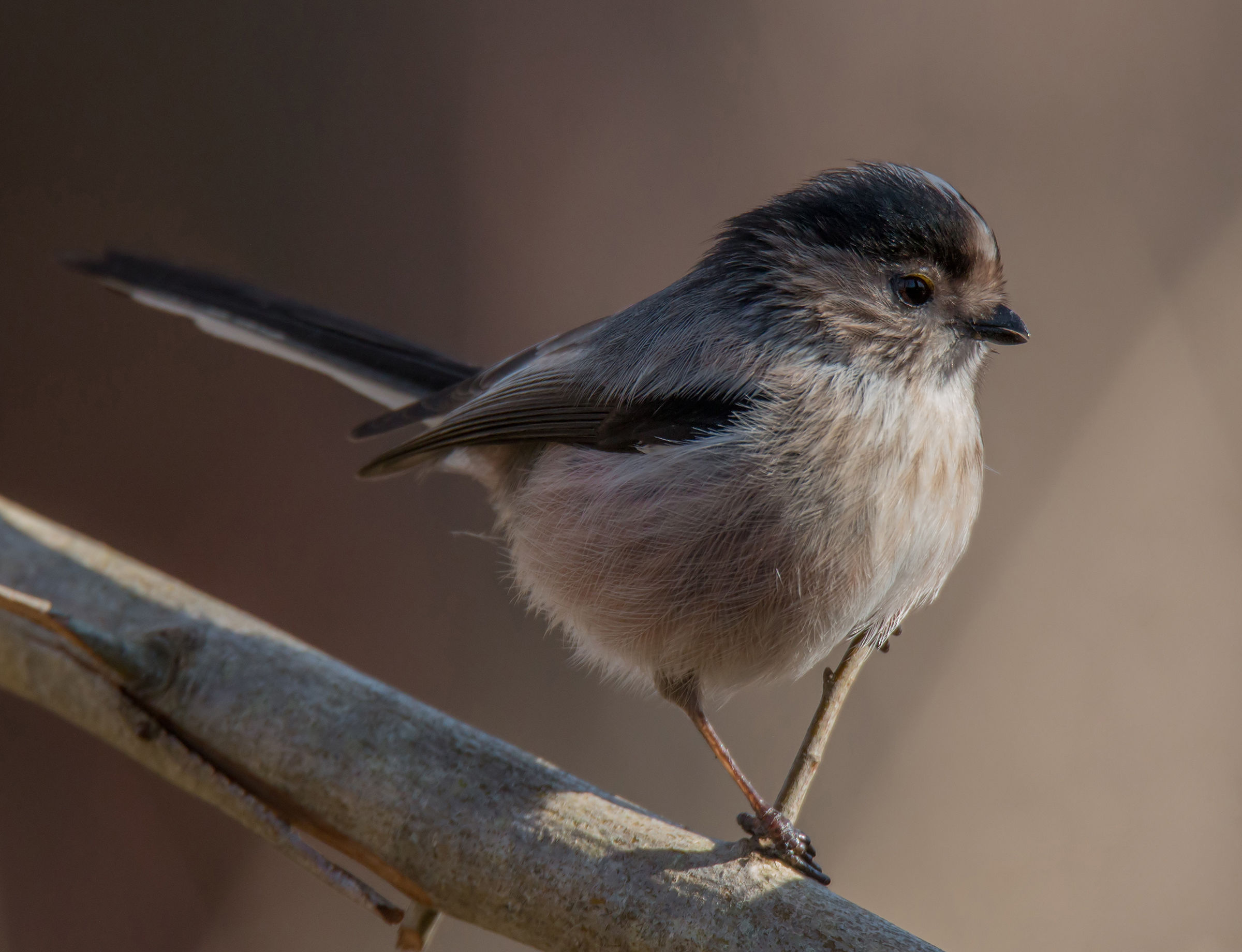 The Long-tailed Tit