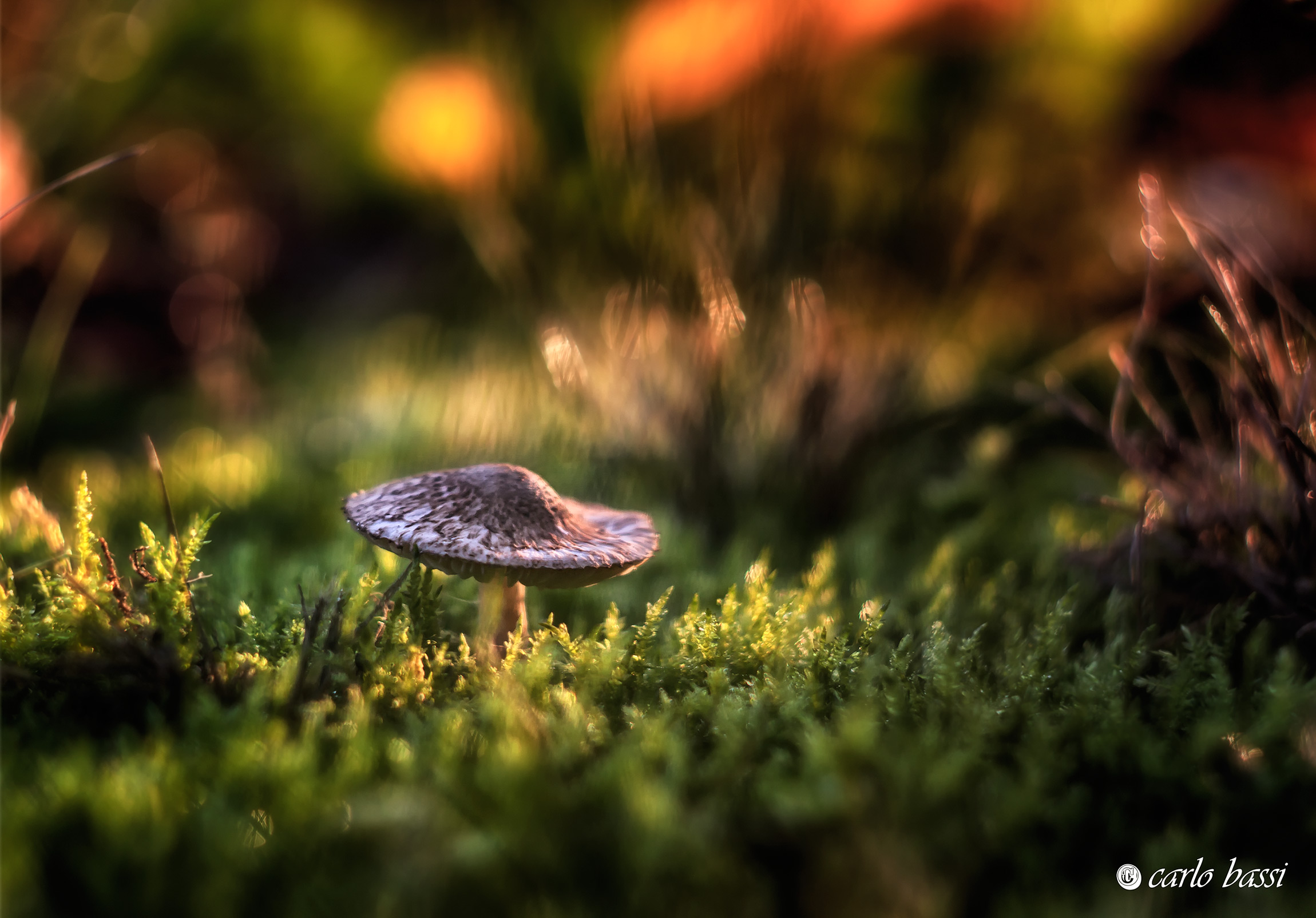 Between dream and reality '.